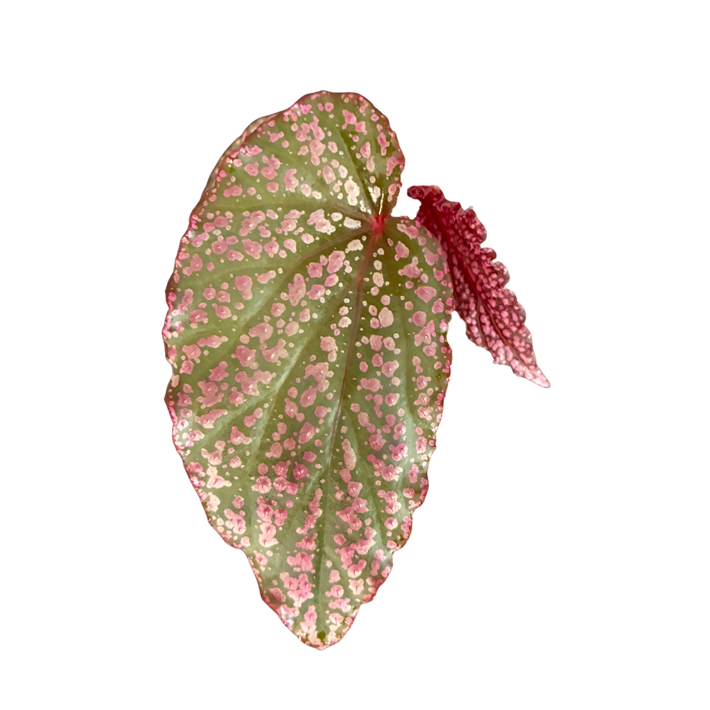 Begonia Red Berry (Dark Variant)