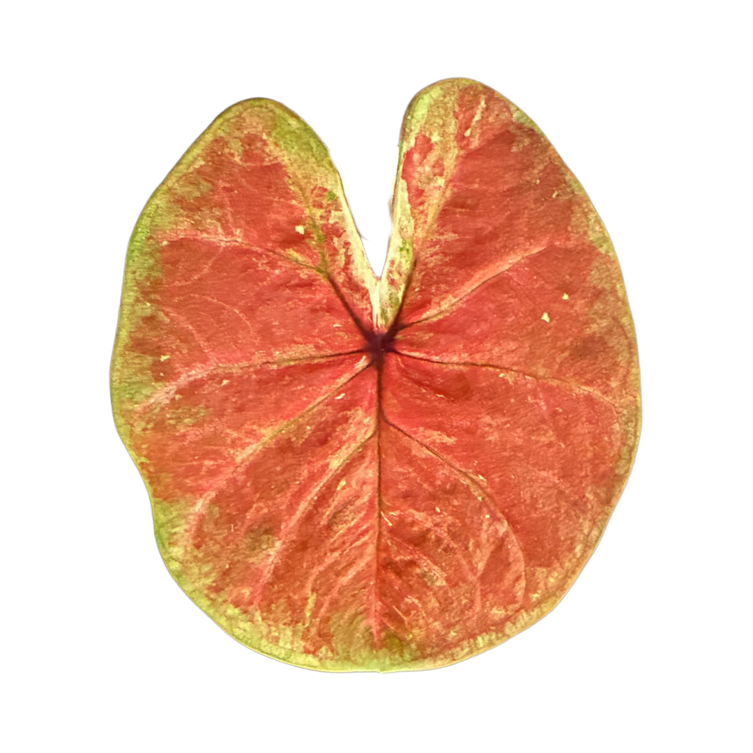 Caladium Burnt Orange
