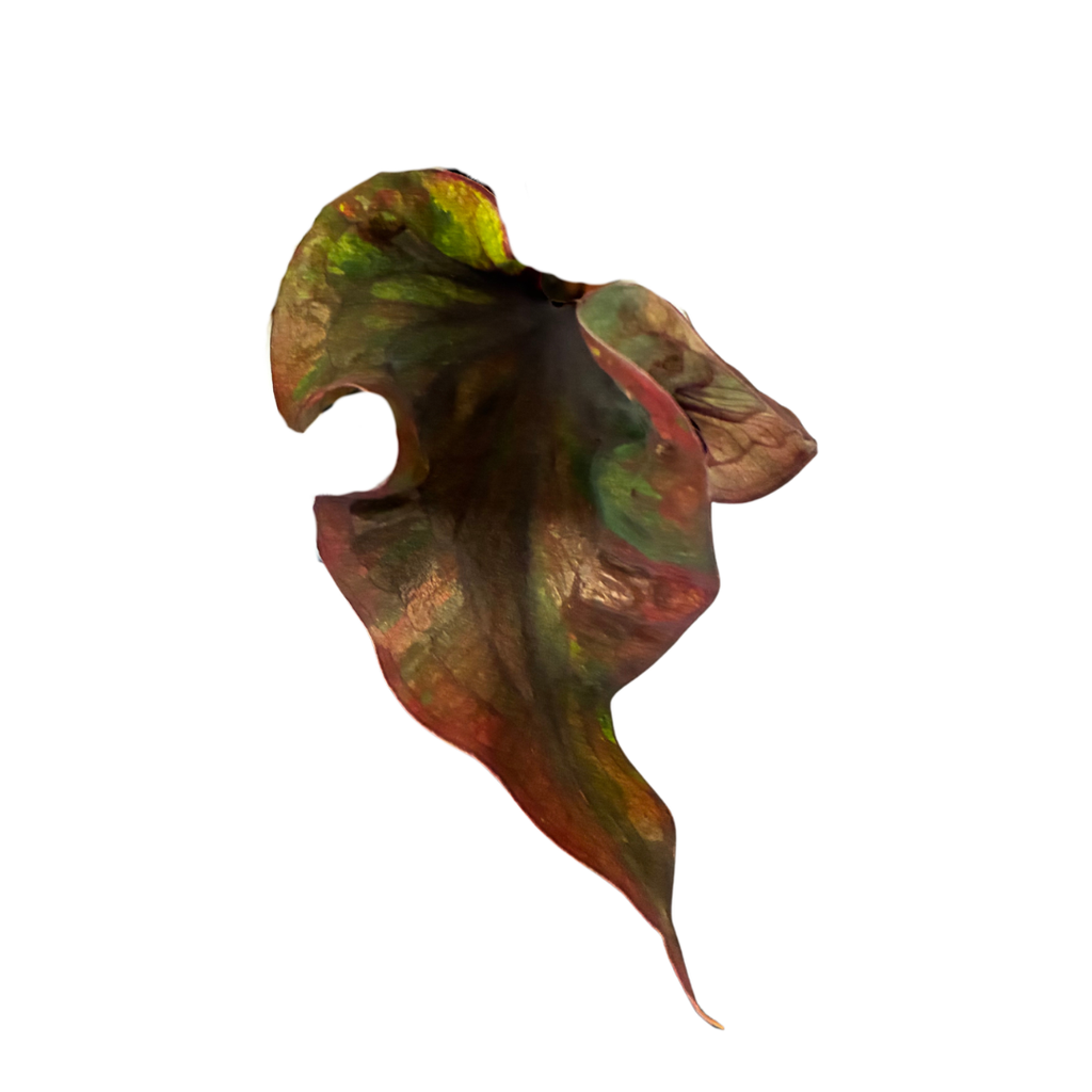 Caladium Dark in Self-Watering Pot