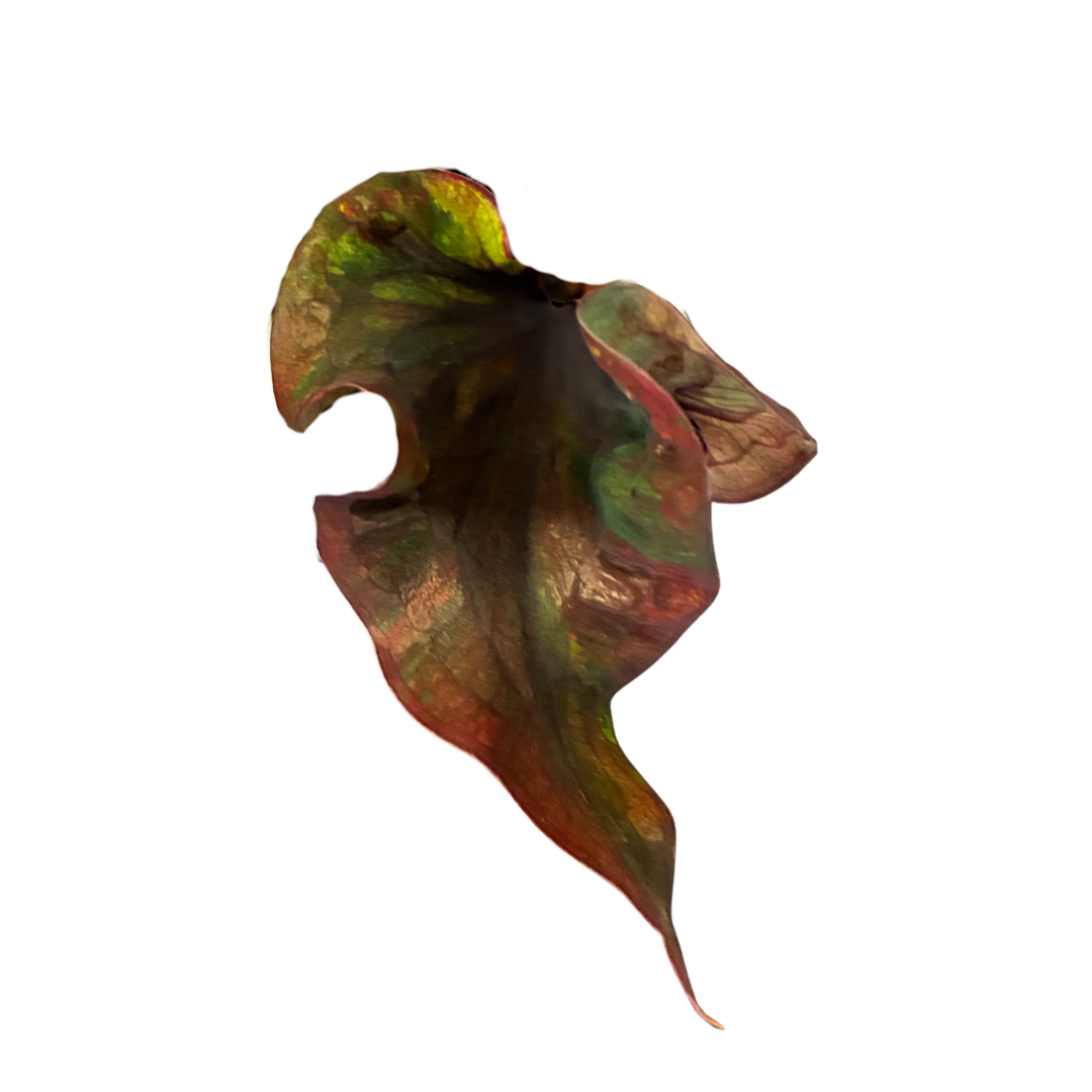 Caladium Dark in Self-Watering Pot