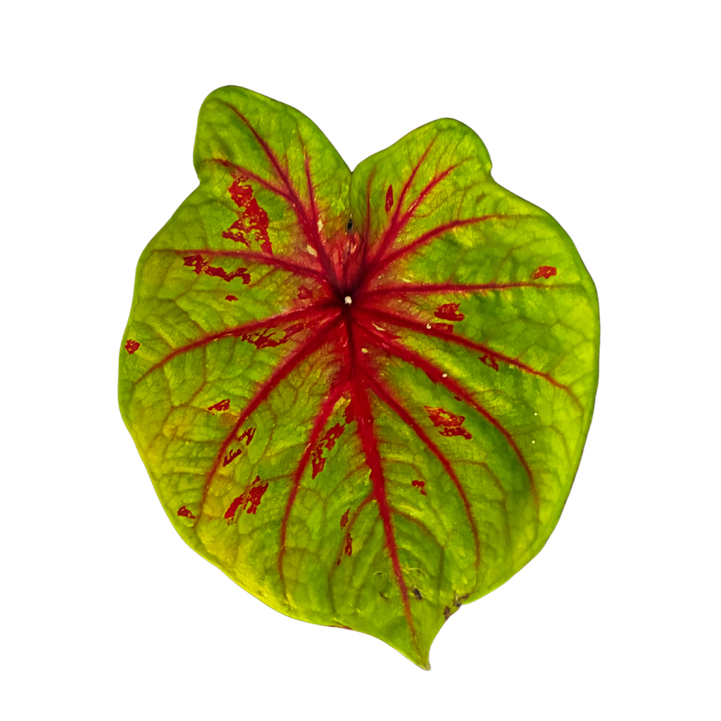 Chartreuse and Red Caladium in Self-Watering Pot