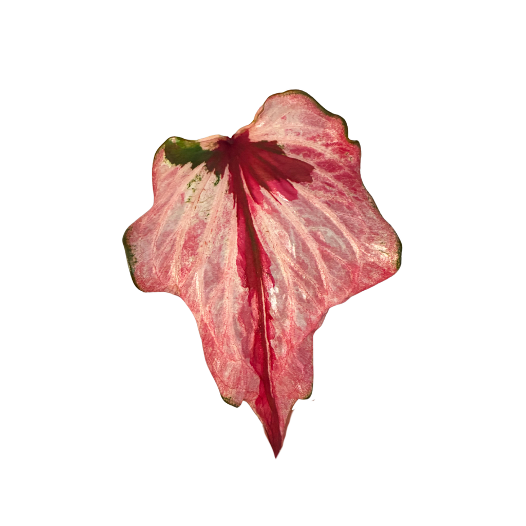 Caladium Pink and Red in Self-Watering Pot
