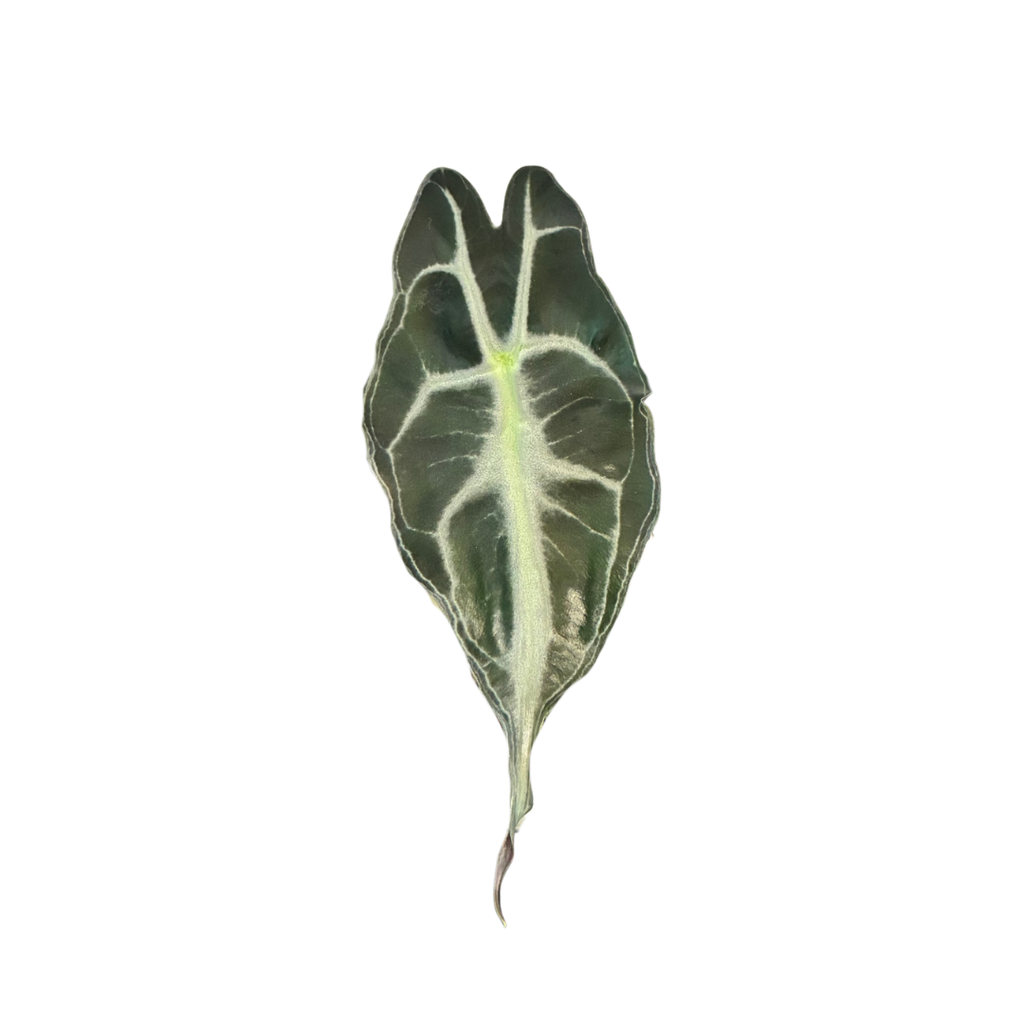 Alocasia Venom