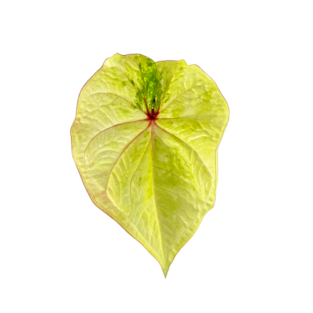Caladium Lime Green in Self-Watering Pot
