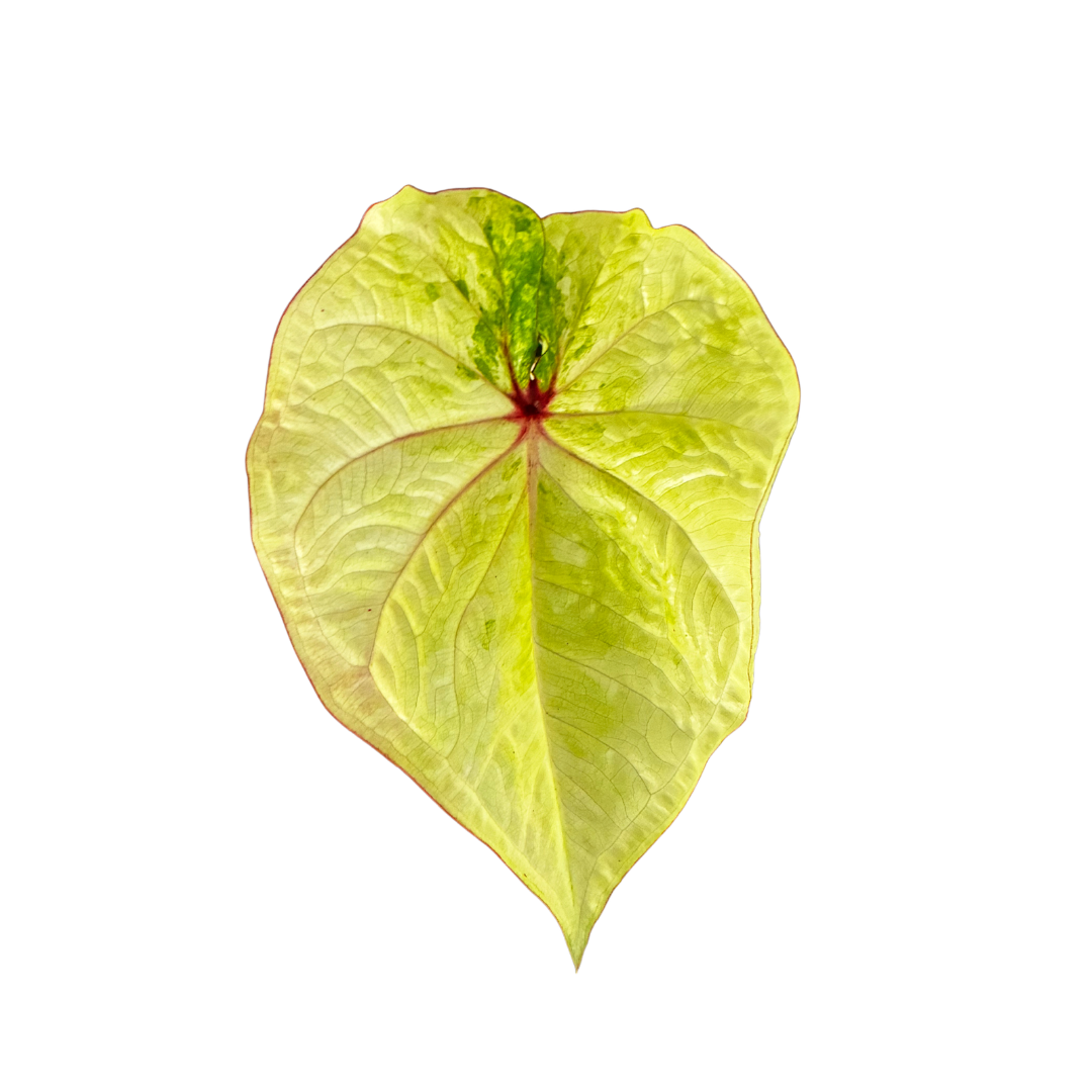Caladium Lime Green in Self-Watering Pot