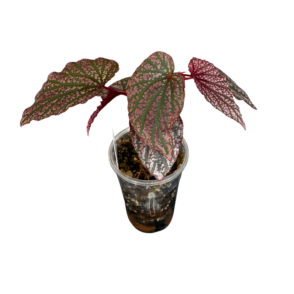 Begonia Red Berry (Dark Variant)