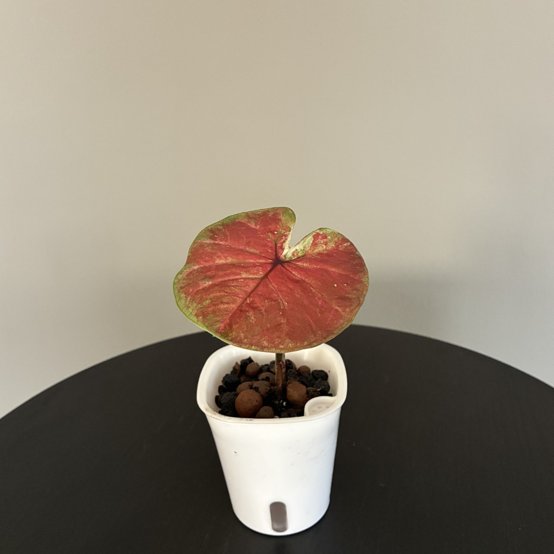 Caladium Burnt Orange