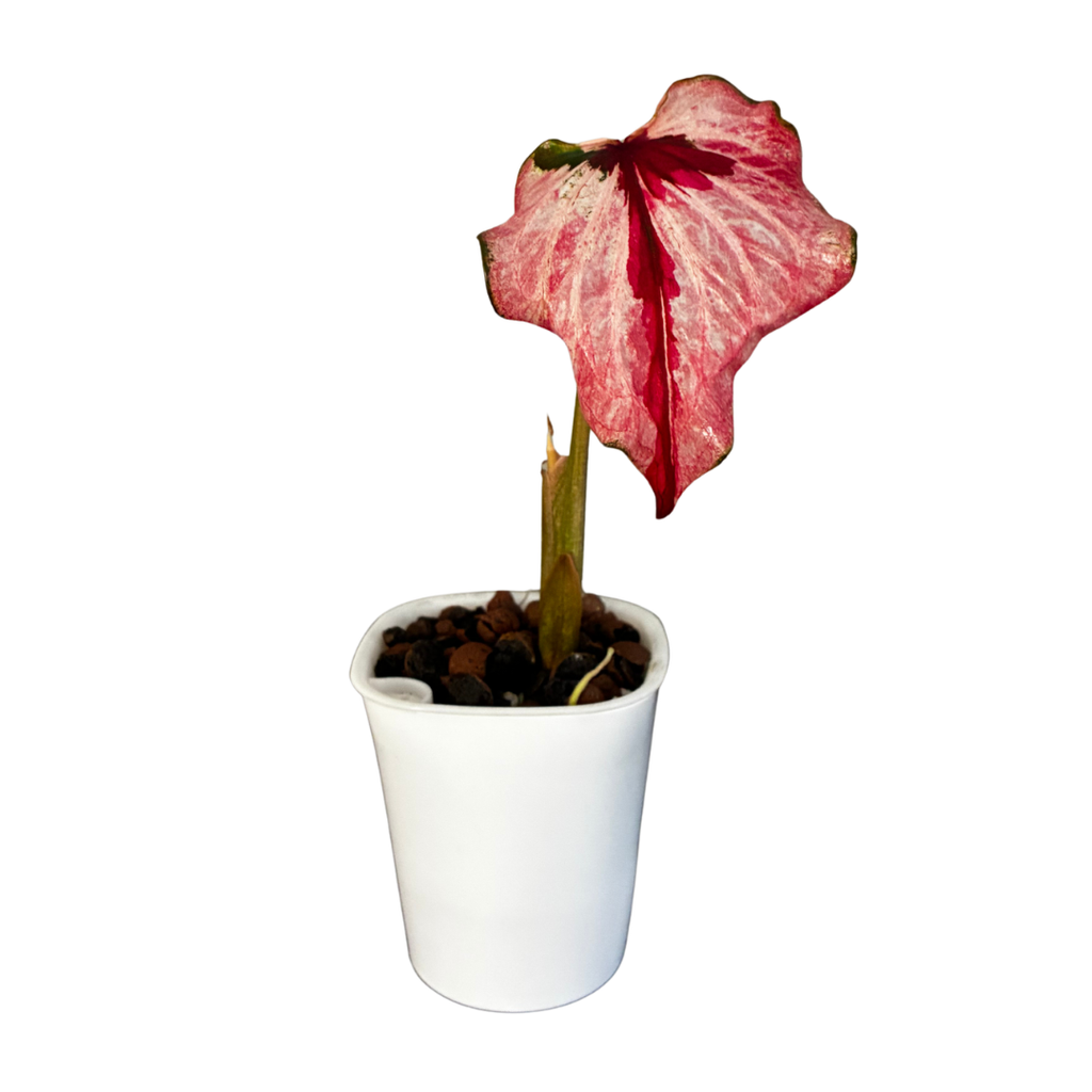 Caladium Pink and Red in Self-Watering Pot