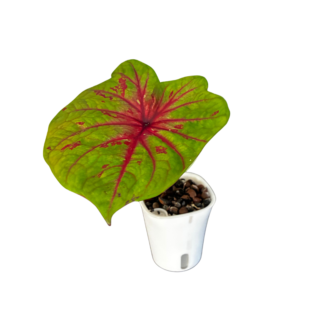Chartreuse and Red Caladium in Self-Watering Pot