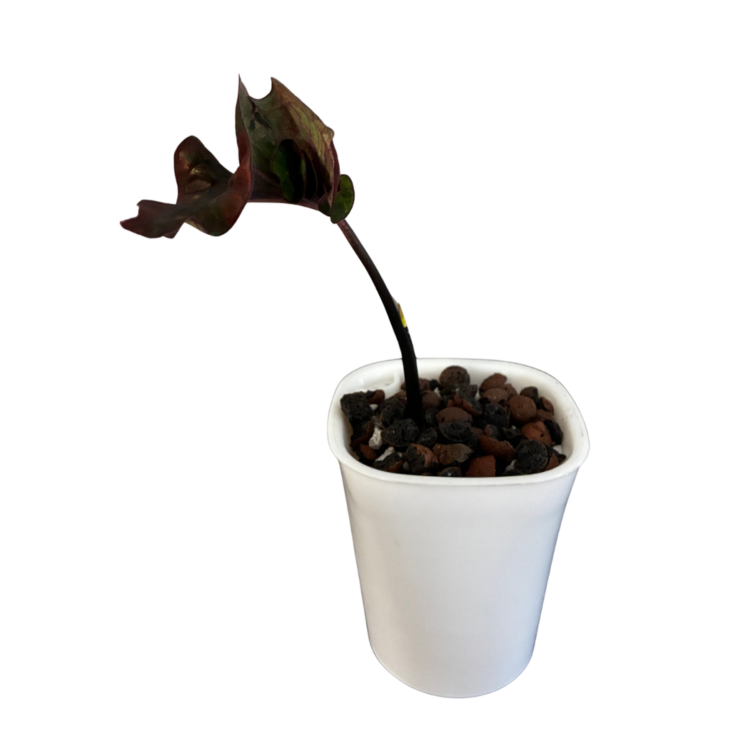 Caladium Dark in Self-Watering Pot
