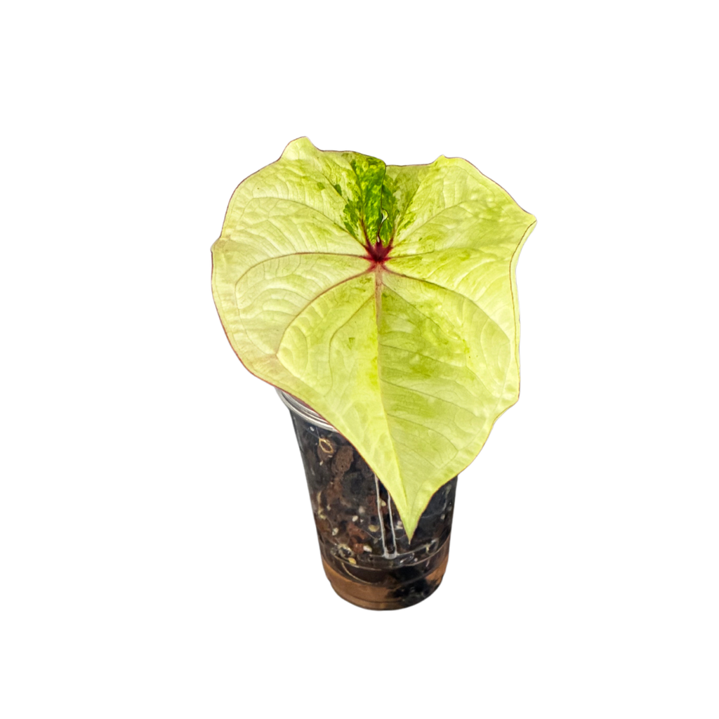 Caladium Lime Green in Self-Watering Pot