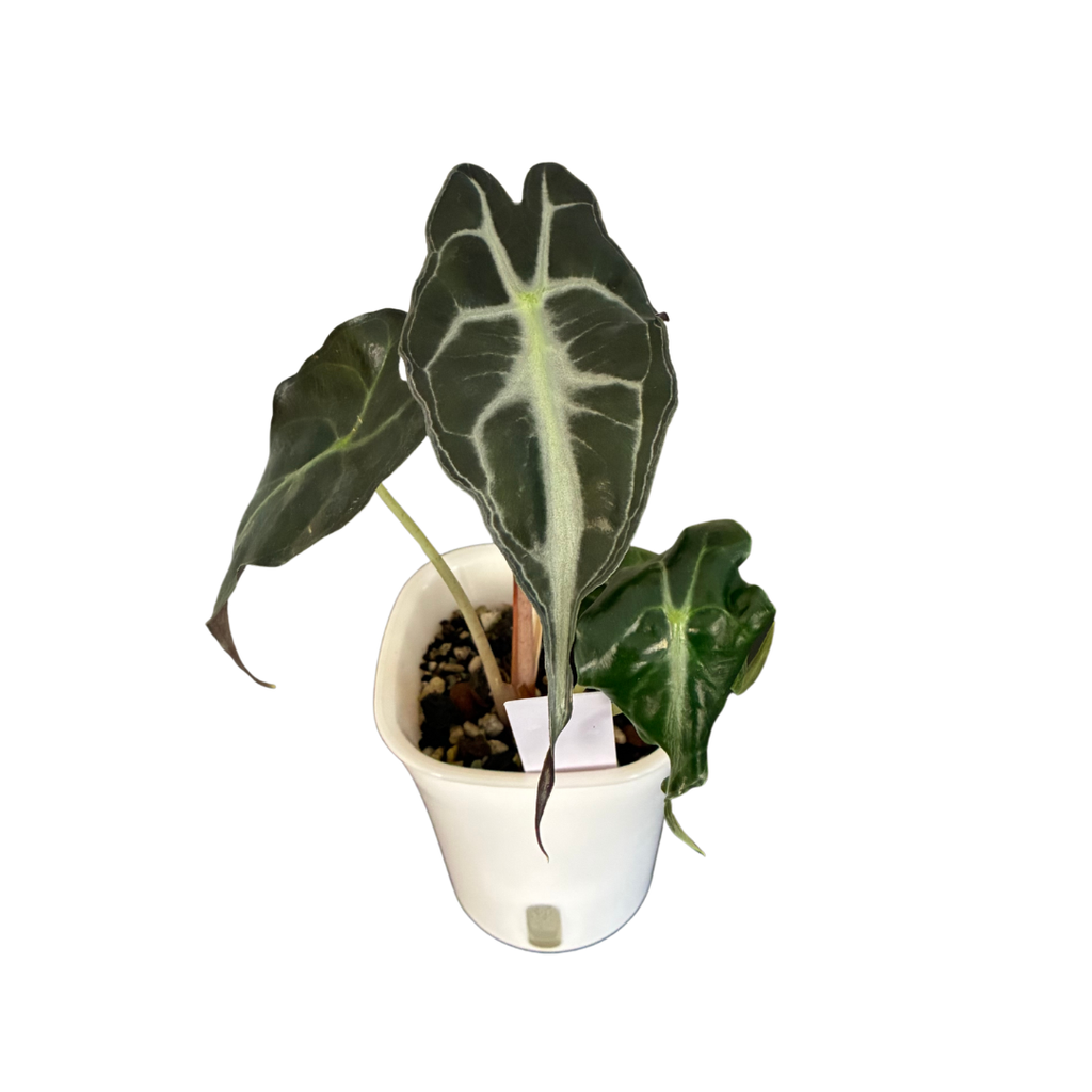 Alocasia Venom