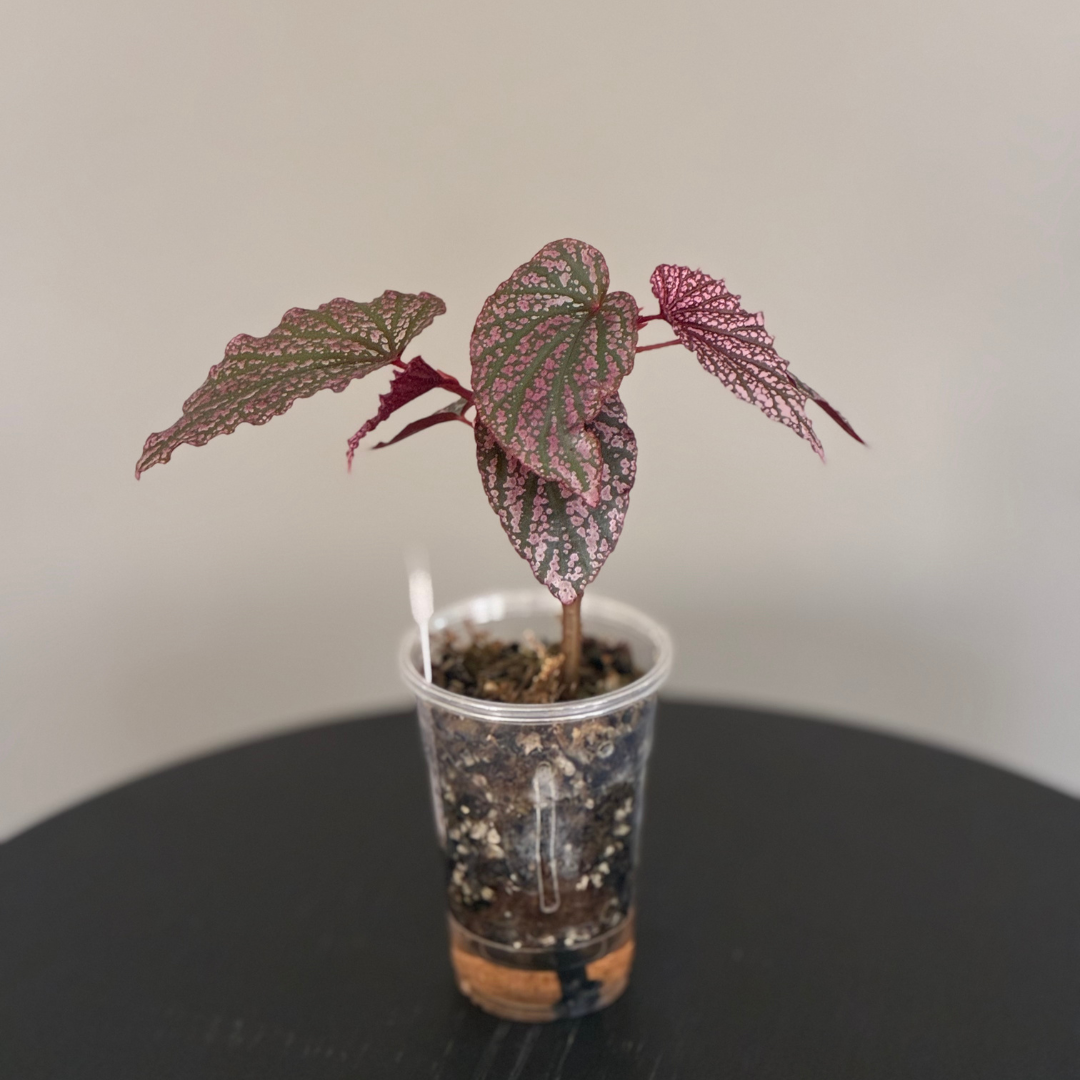 Begonia Red Berry (Dark Variant)