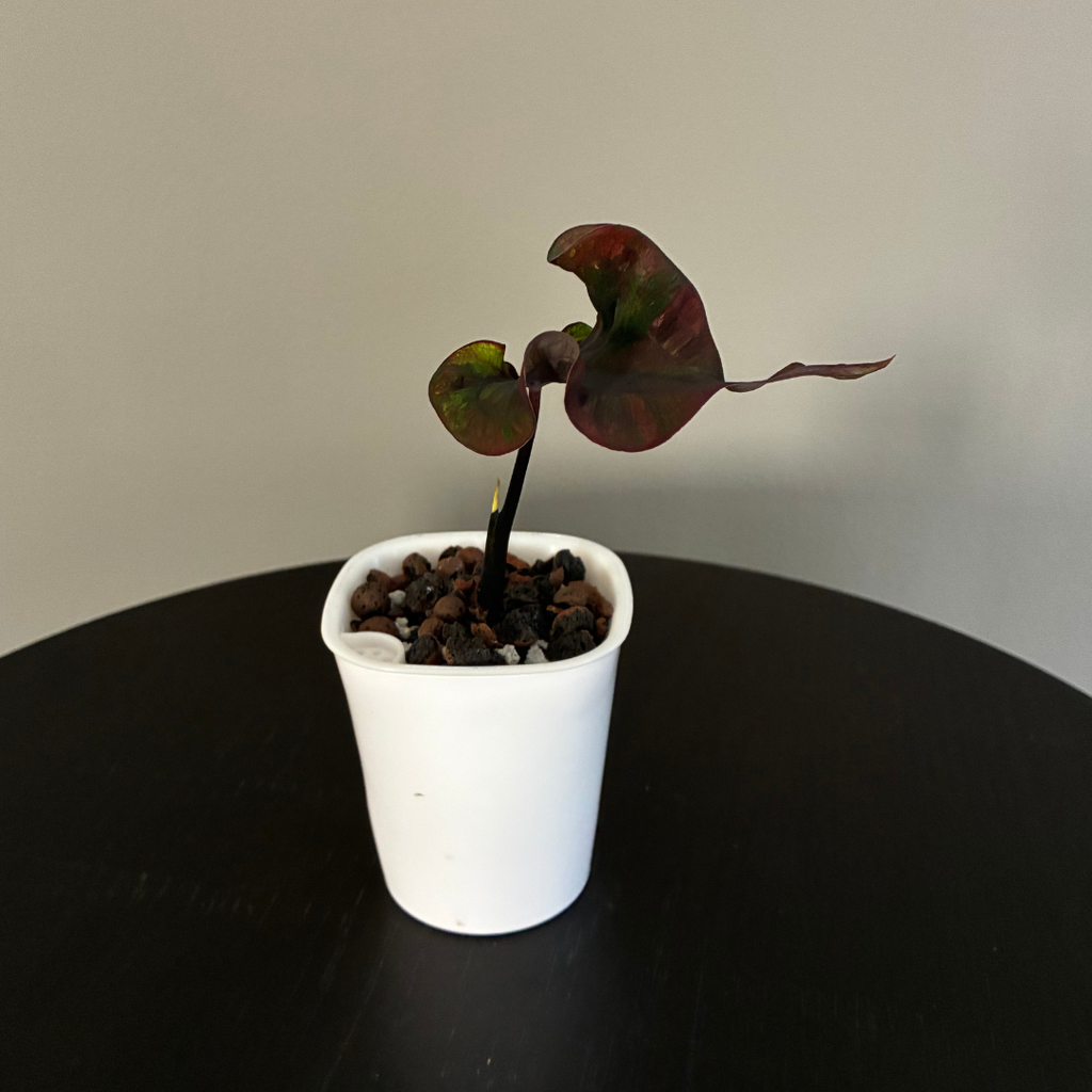 Caladium Dark in Self-Watering Pot