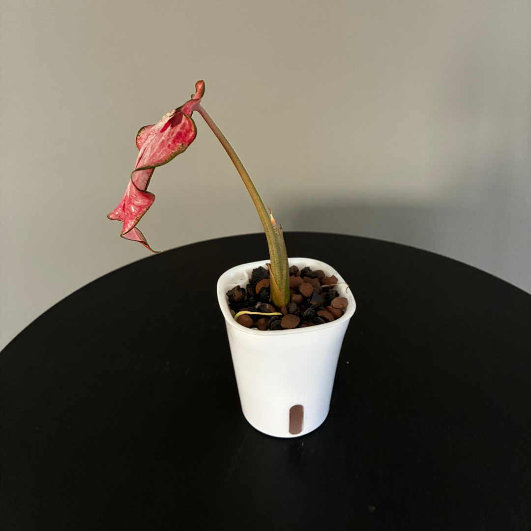 Caladium Pink and Red in Self-Watering Pot
