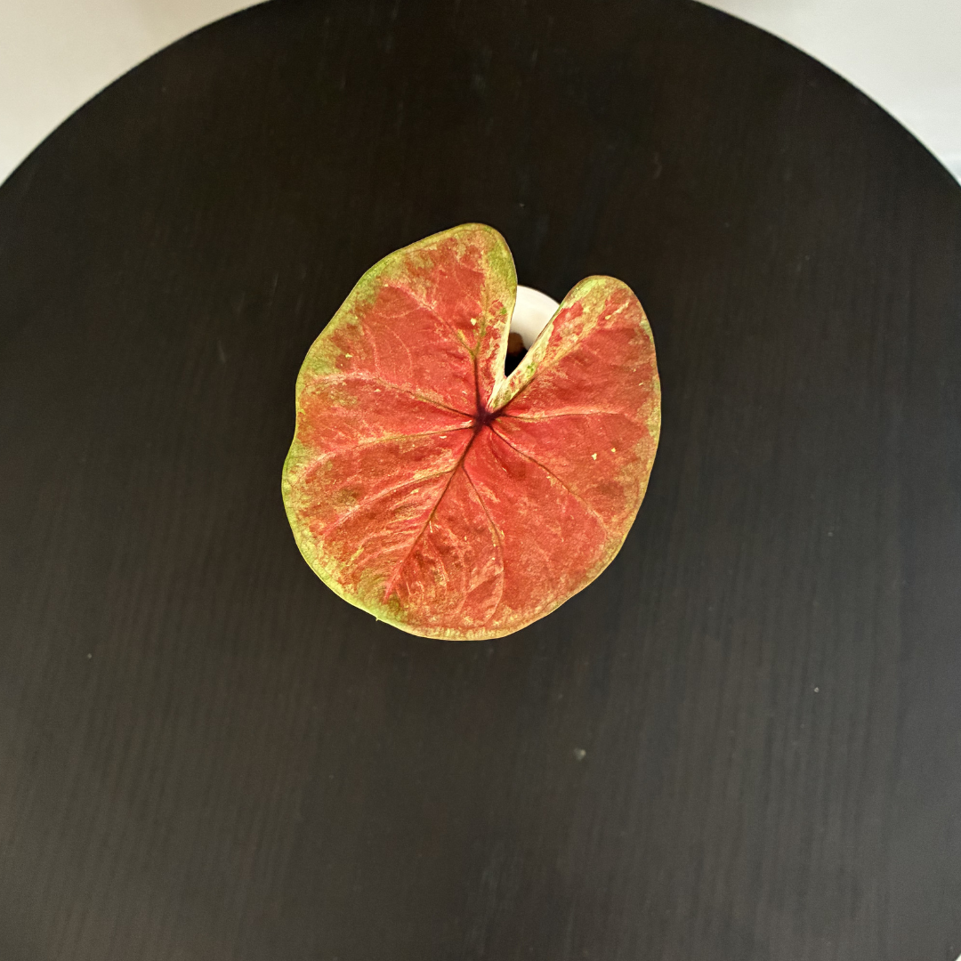 Caladium Burnt Orange