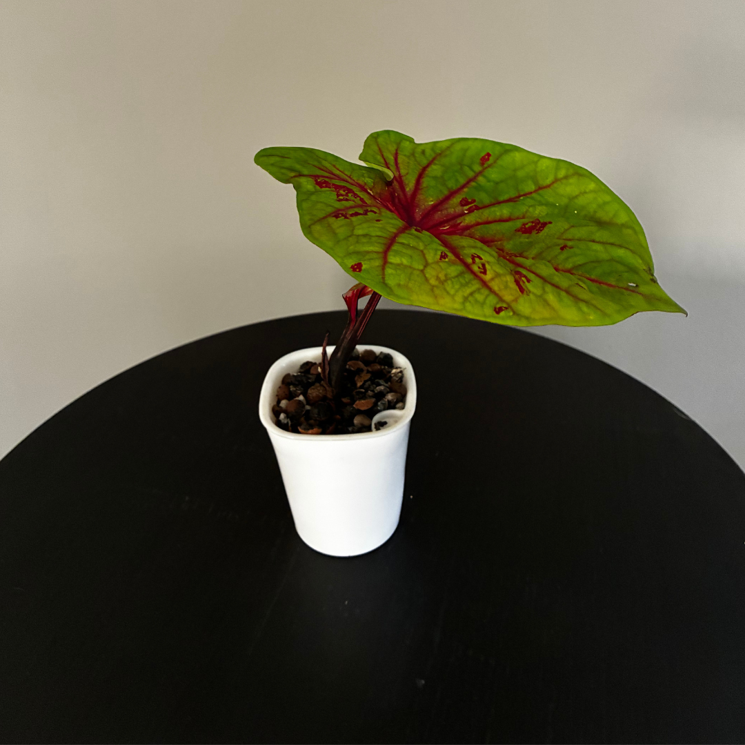 Chartreuse and Red Caladium in Self-Watering Pot
