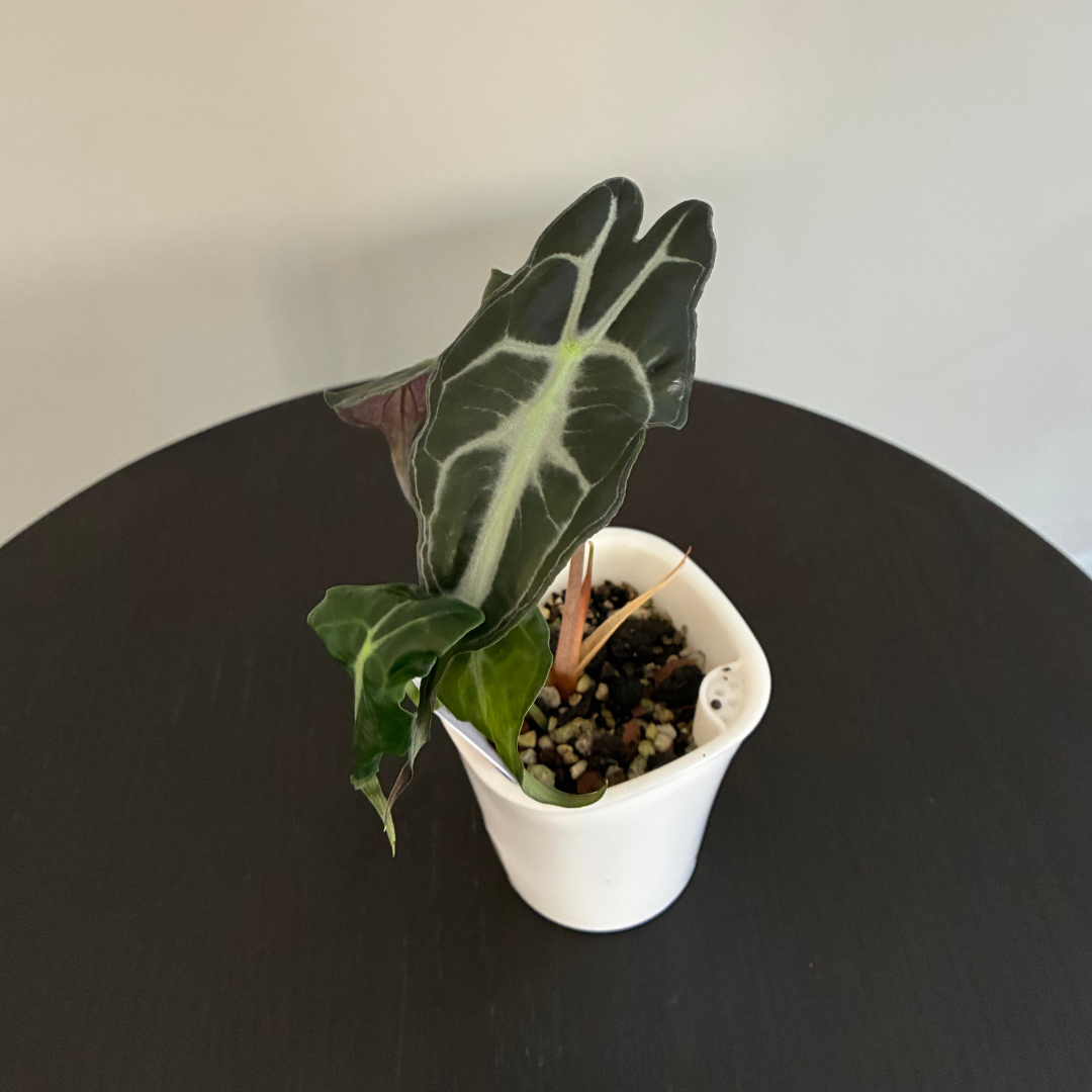 Alocasia Venom