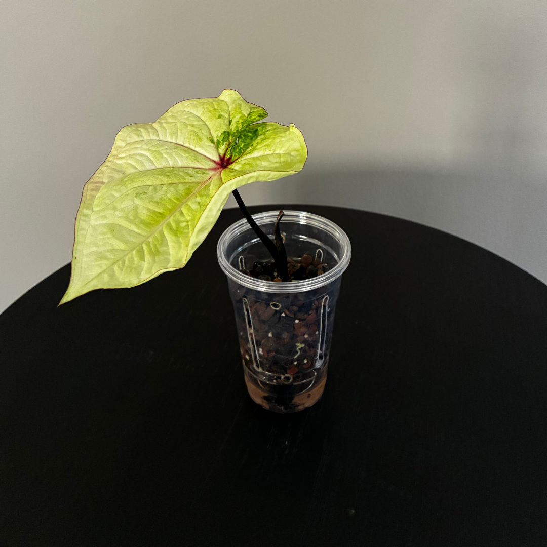 Caladium Lime Green in Self-Watering Pot
