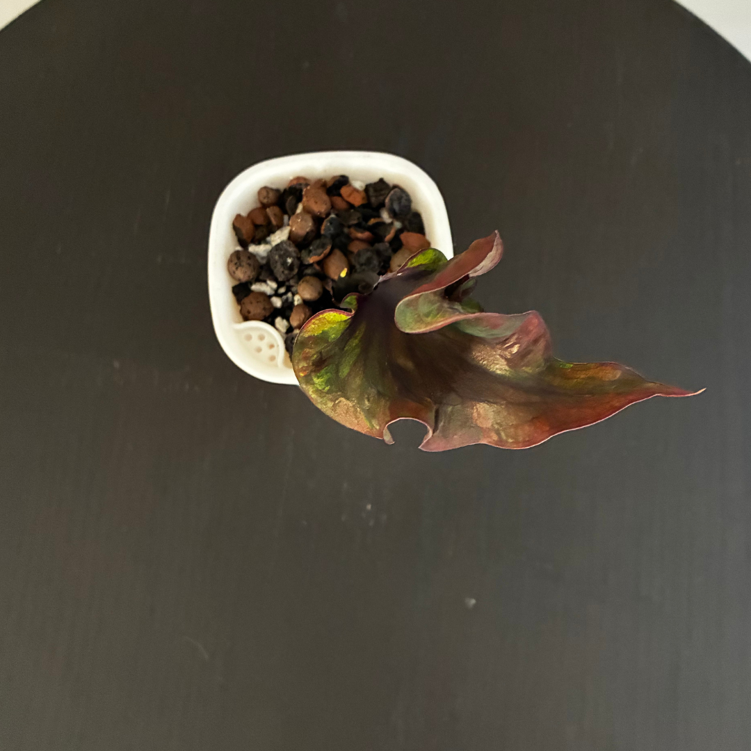 Caladium Dark in Self-Watering Pot