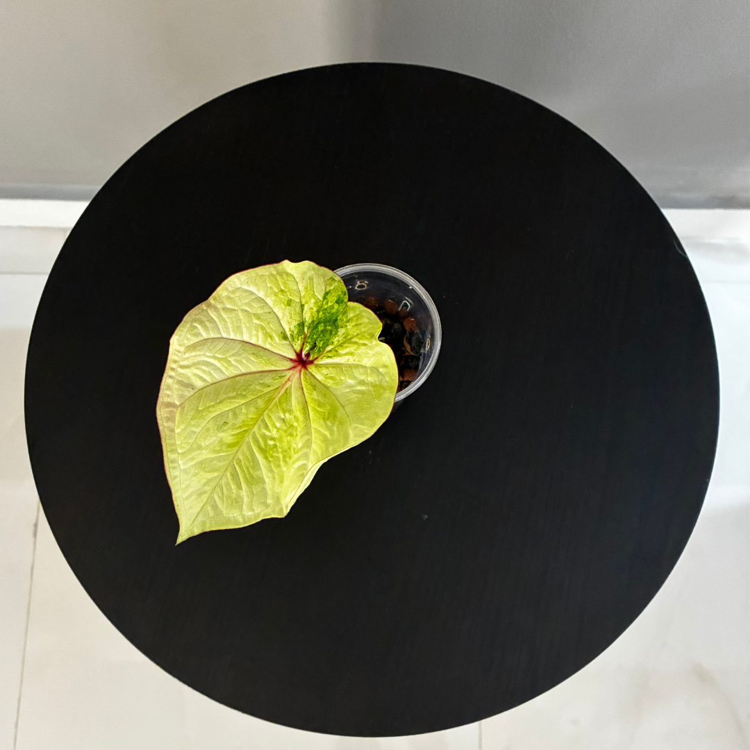 Caladium Lime Green in Self-Watering Pot