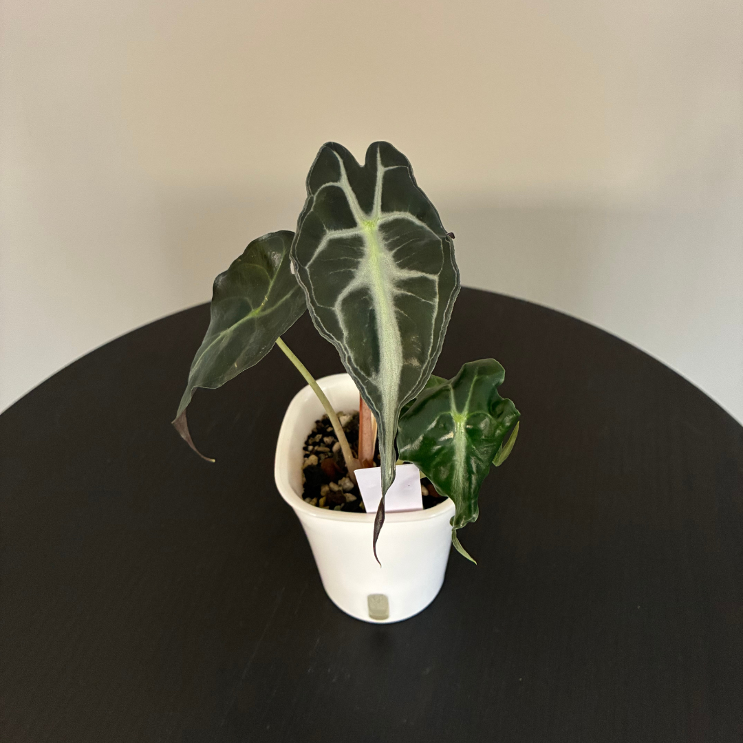 Alocasia Venom