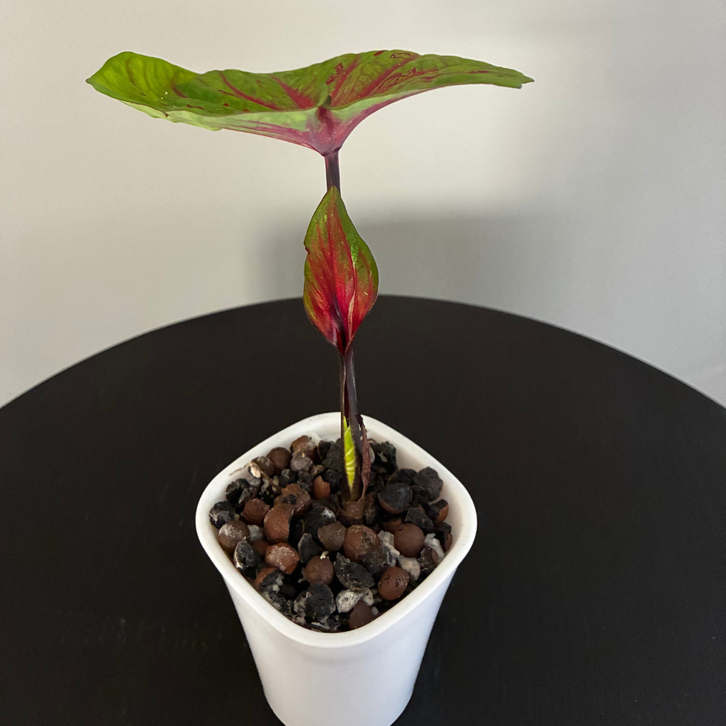 Chartreuse and Red Caladium in Self-Watering Pot