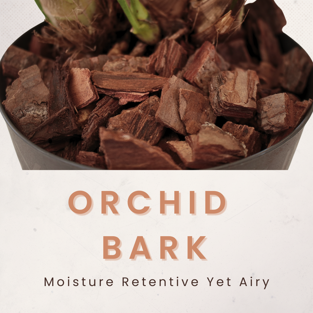 Orchid Bark 5L — Chunky Pine Bark for Orchids, Aroids & Epiphytes