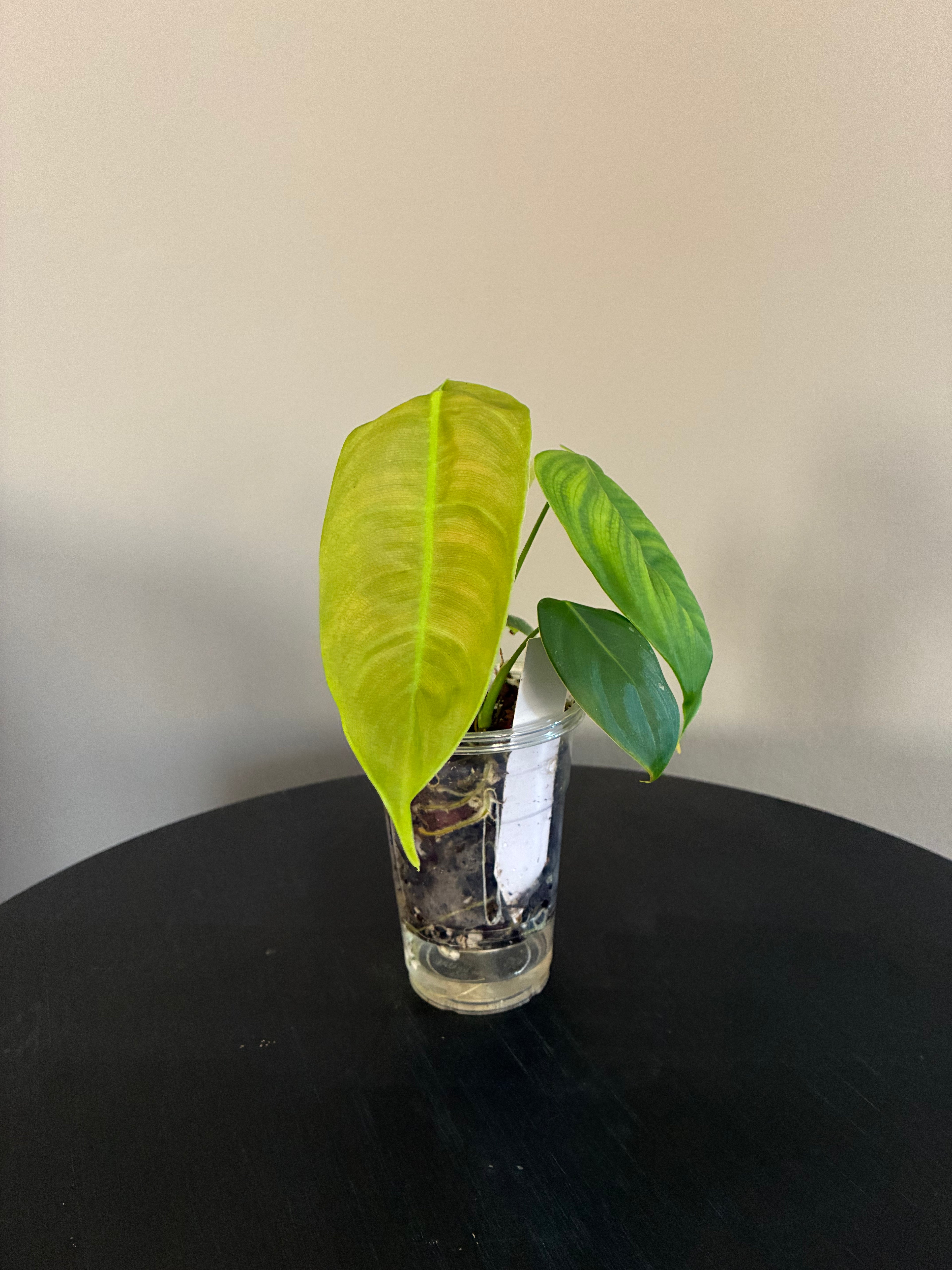 Philodendron Sharoniae Seedling