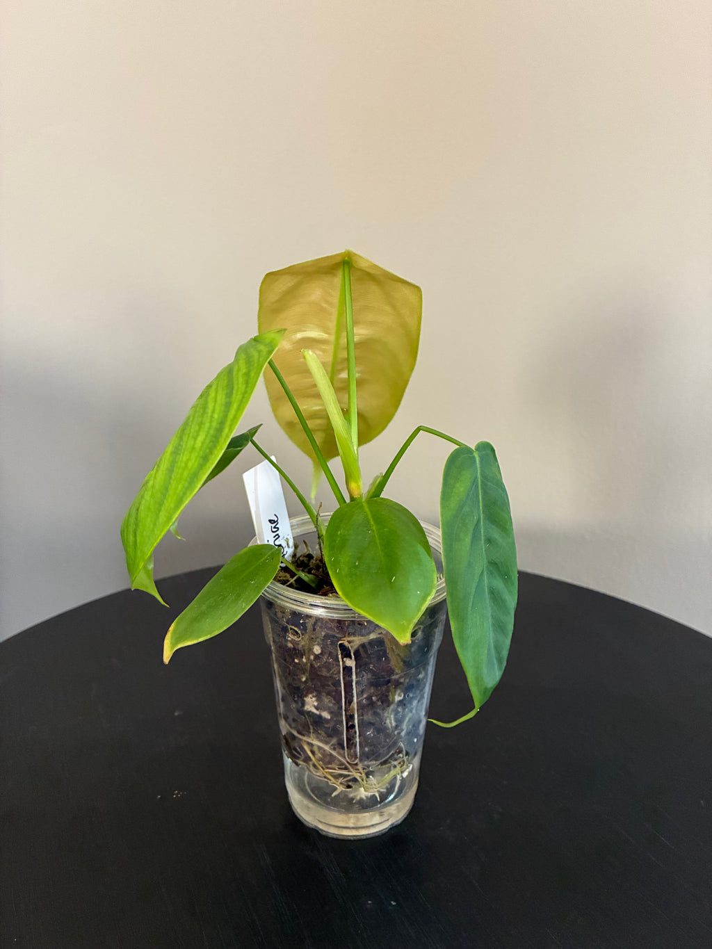 Philodendron Sharoniae Seedling