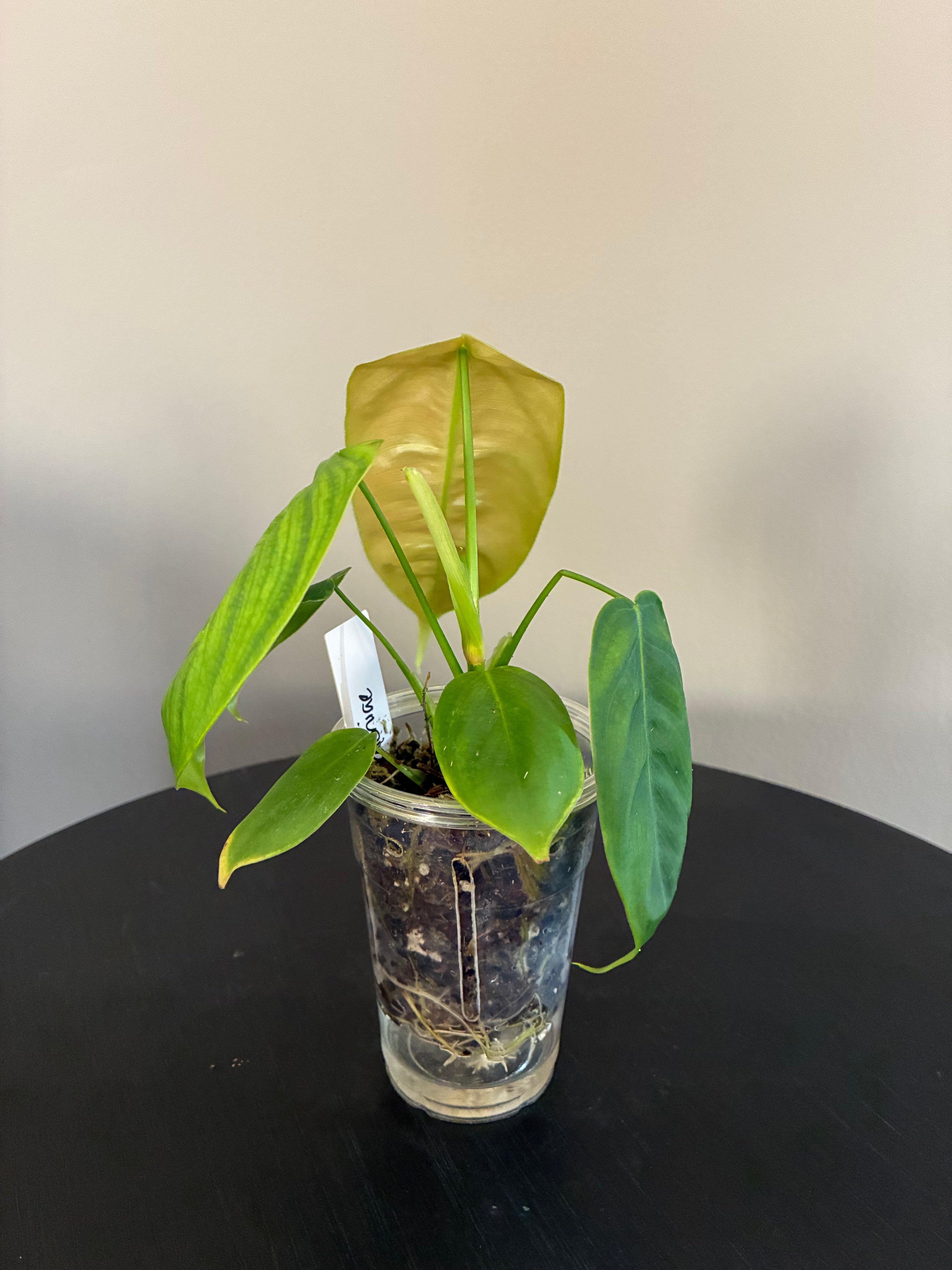 Philodendron Sharoniae Seedling