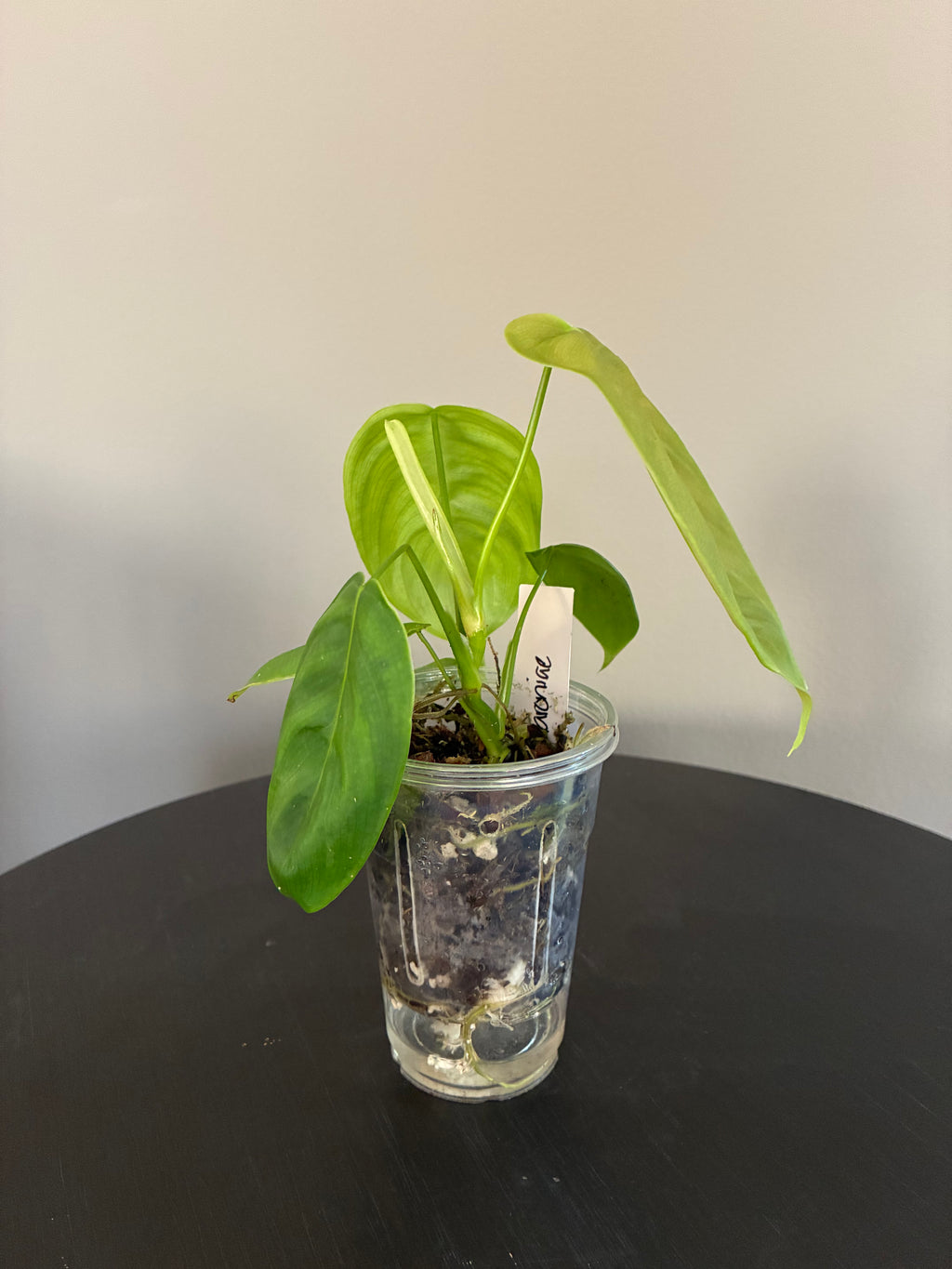 Philodendron Sharoniae Seedling