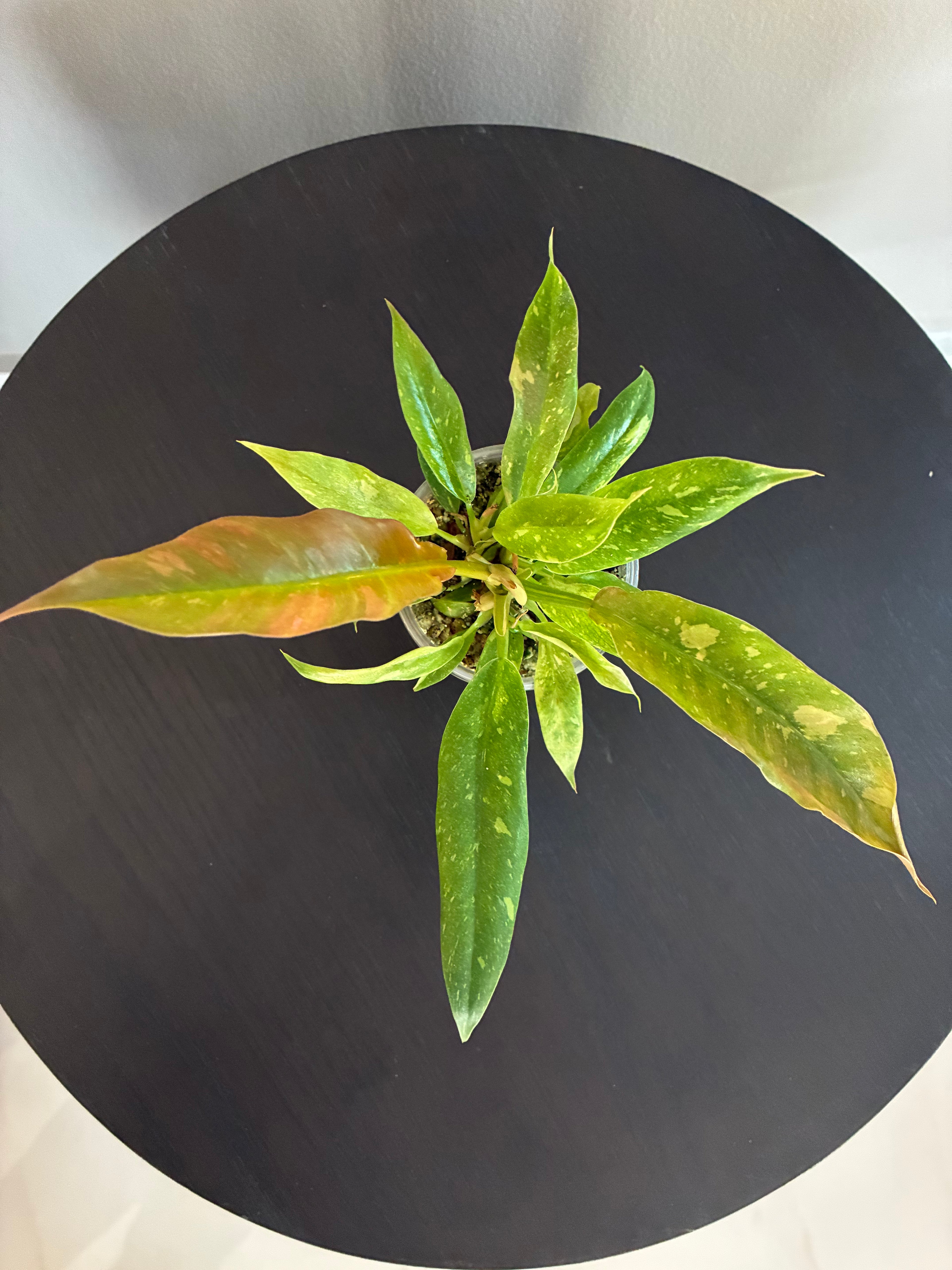 Philodendron Ring of Fire Seedling