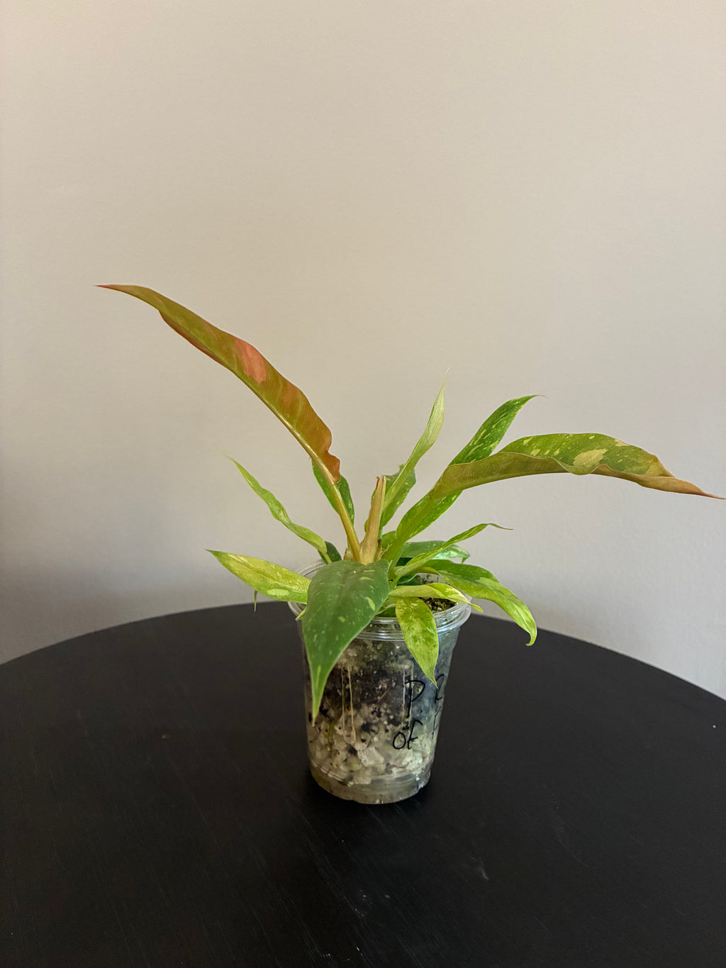 Philodendron Ring of Fire Seedling