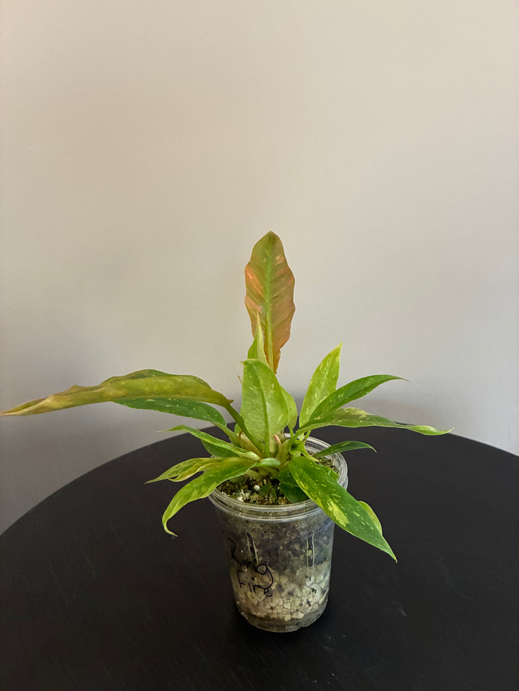 Philodendron Ring of Fire Seedling