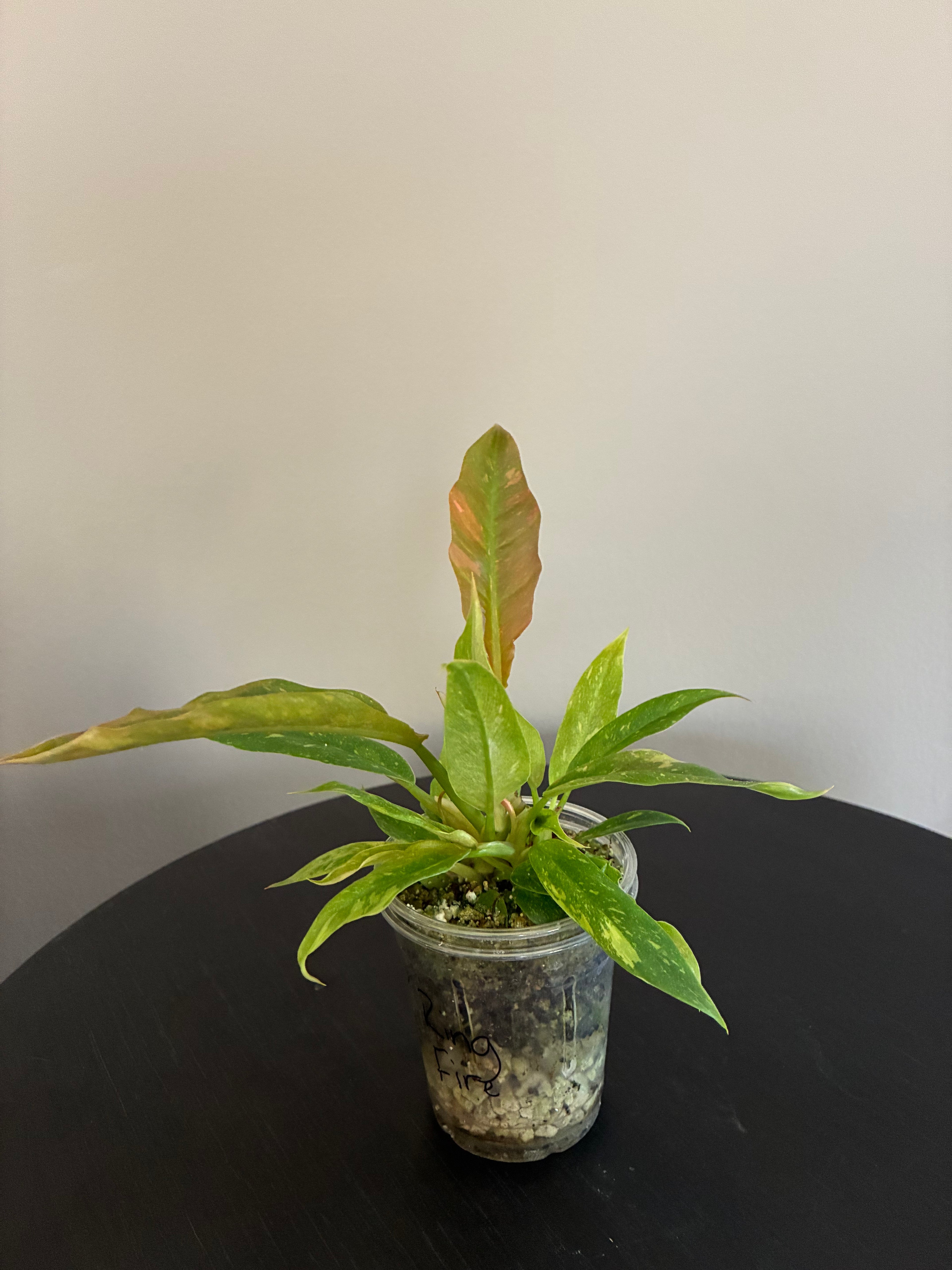 Philodendron Ring of Fire Seedling
