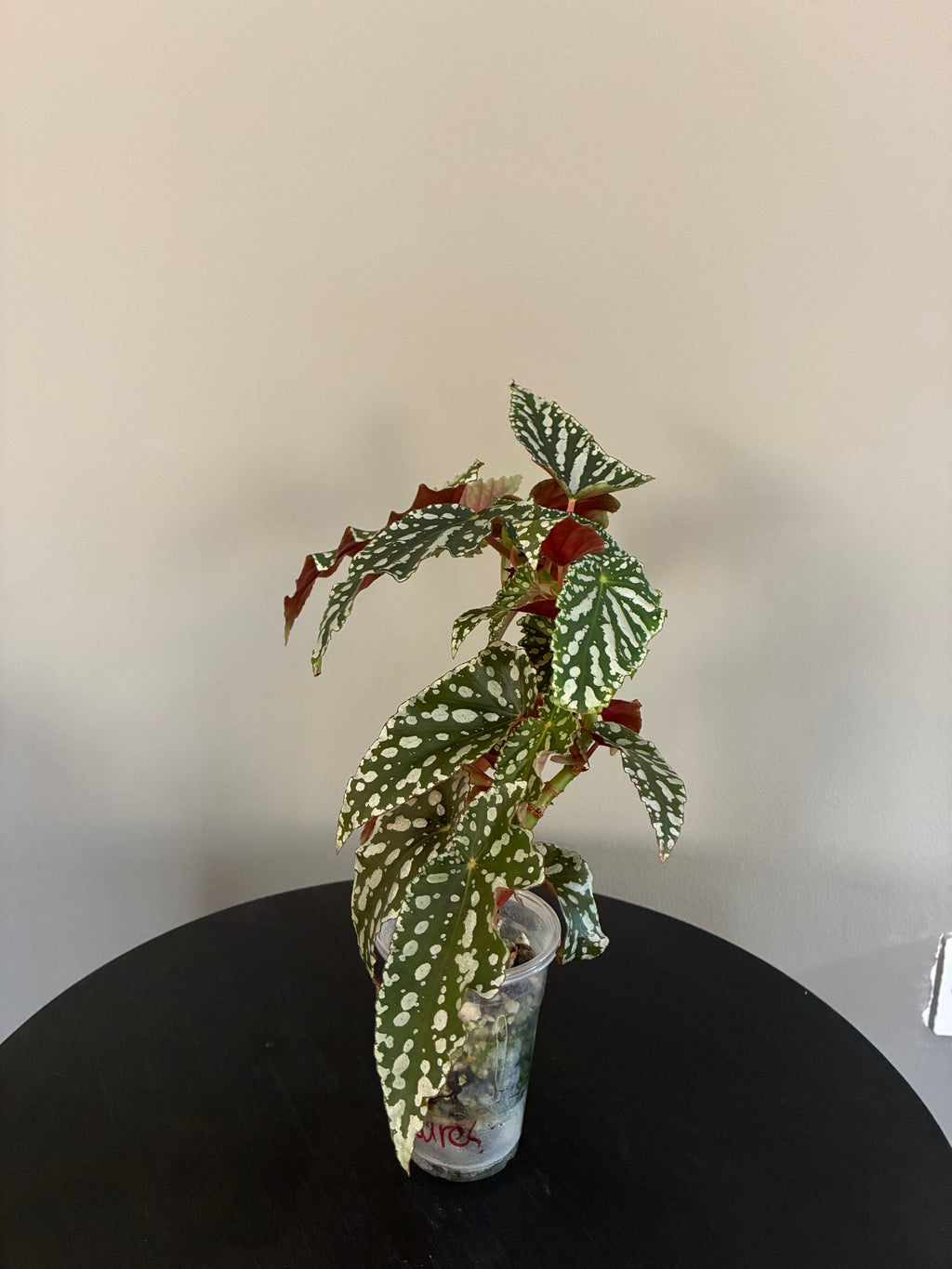 Begonia Maculata Double Spot