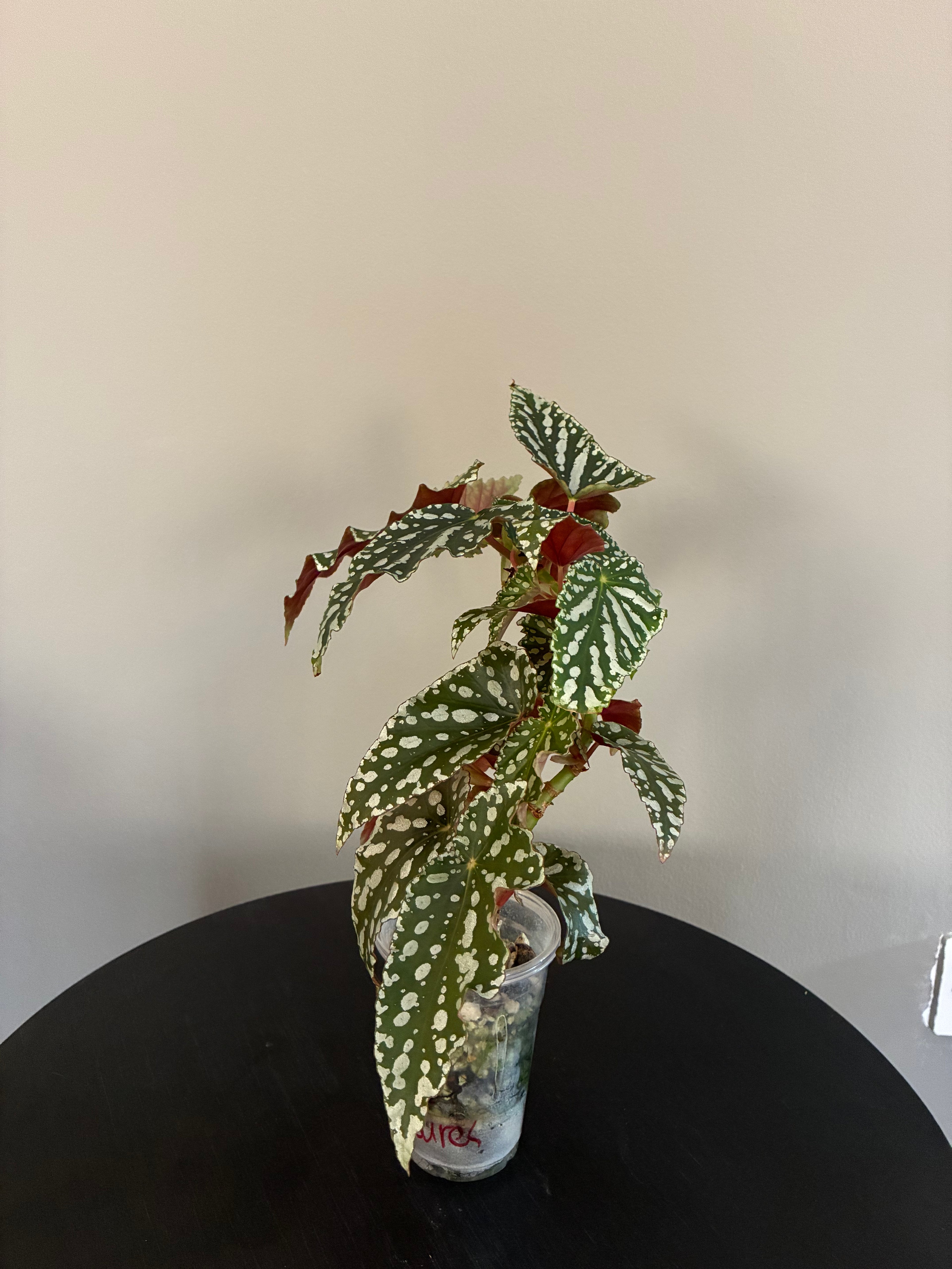 Begonia Maculata Double Spot