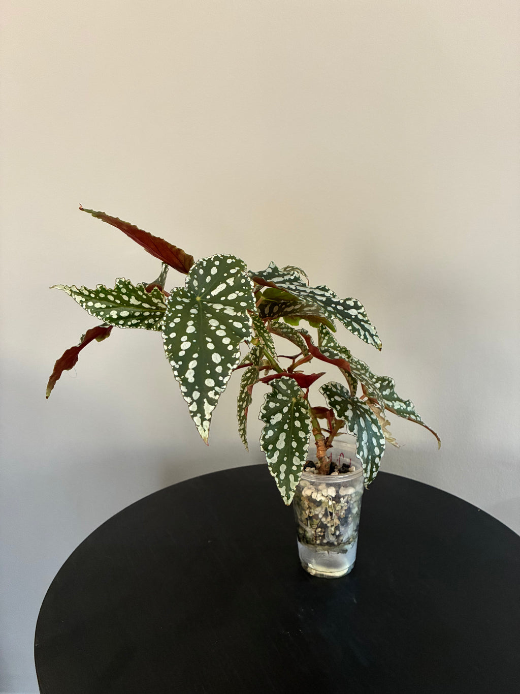 Begonia Maculata Double Spot