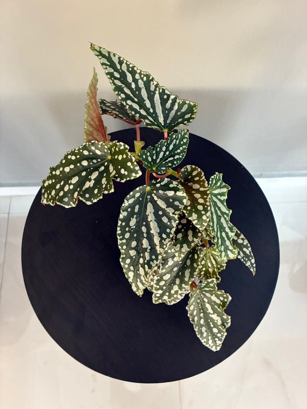 Begonia Maculata Double Spot