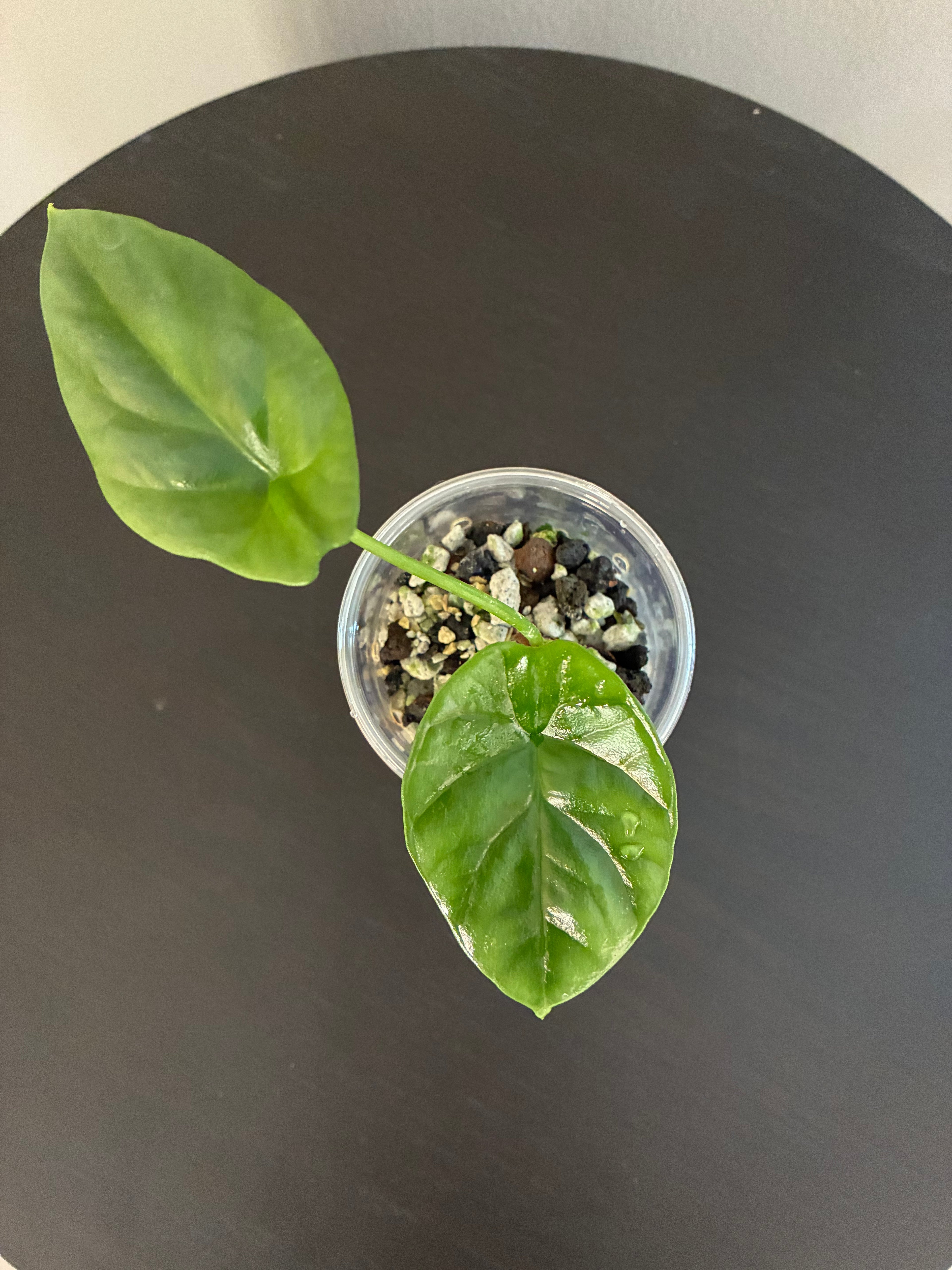 Begonia Sinuata Seedling
