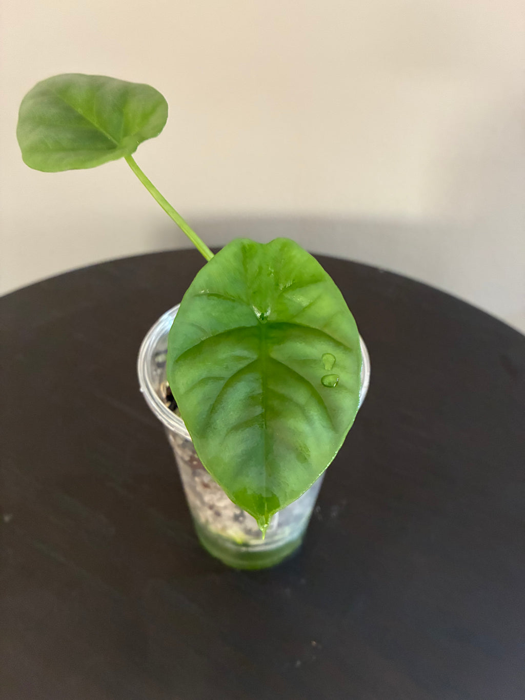 Begonia Sinuata Seedling
