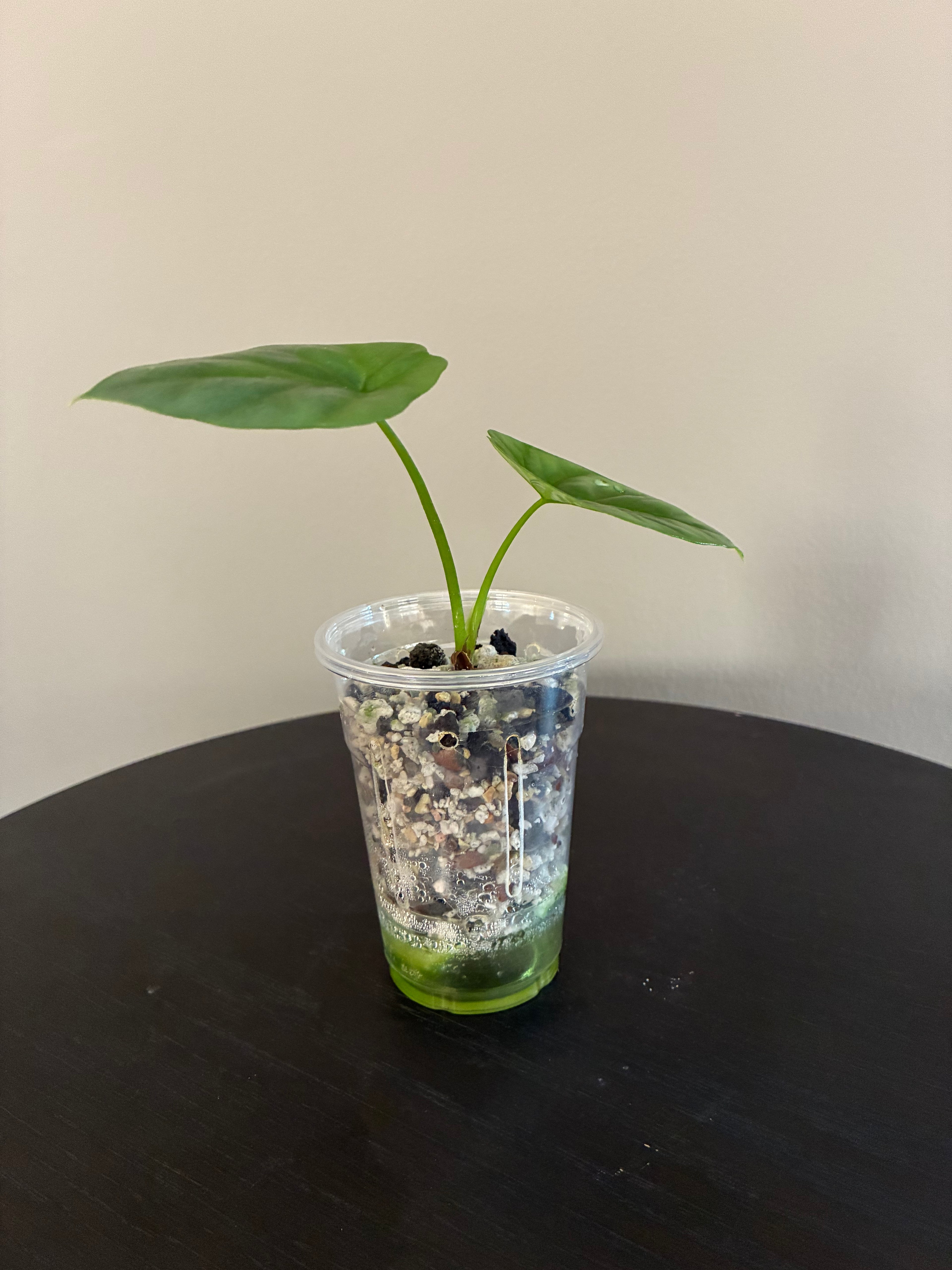Begonia Sinuata Seedling