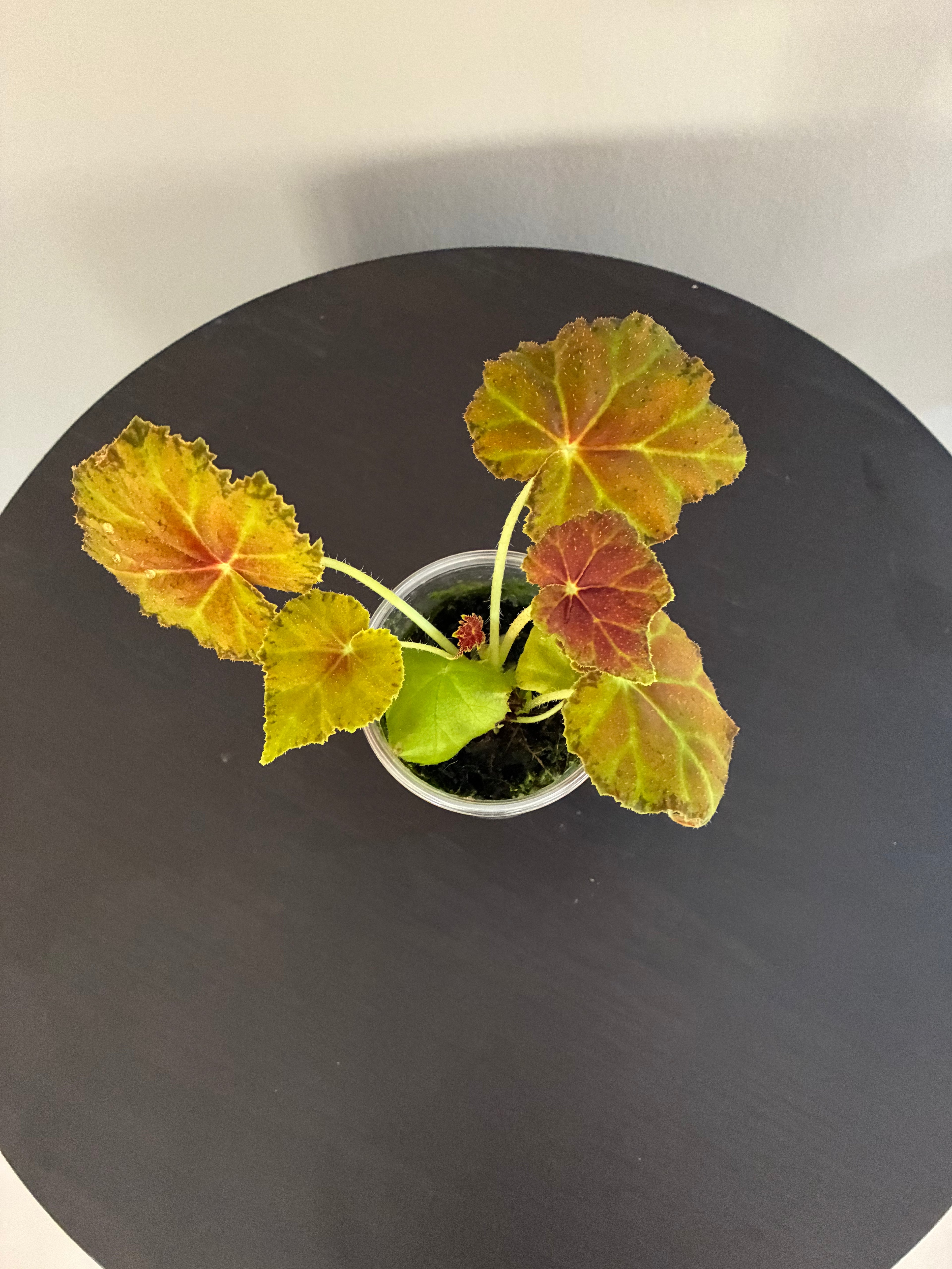 Begonia Autumn Ember