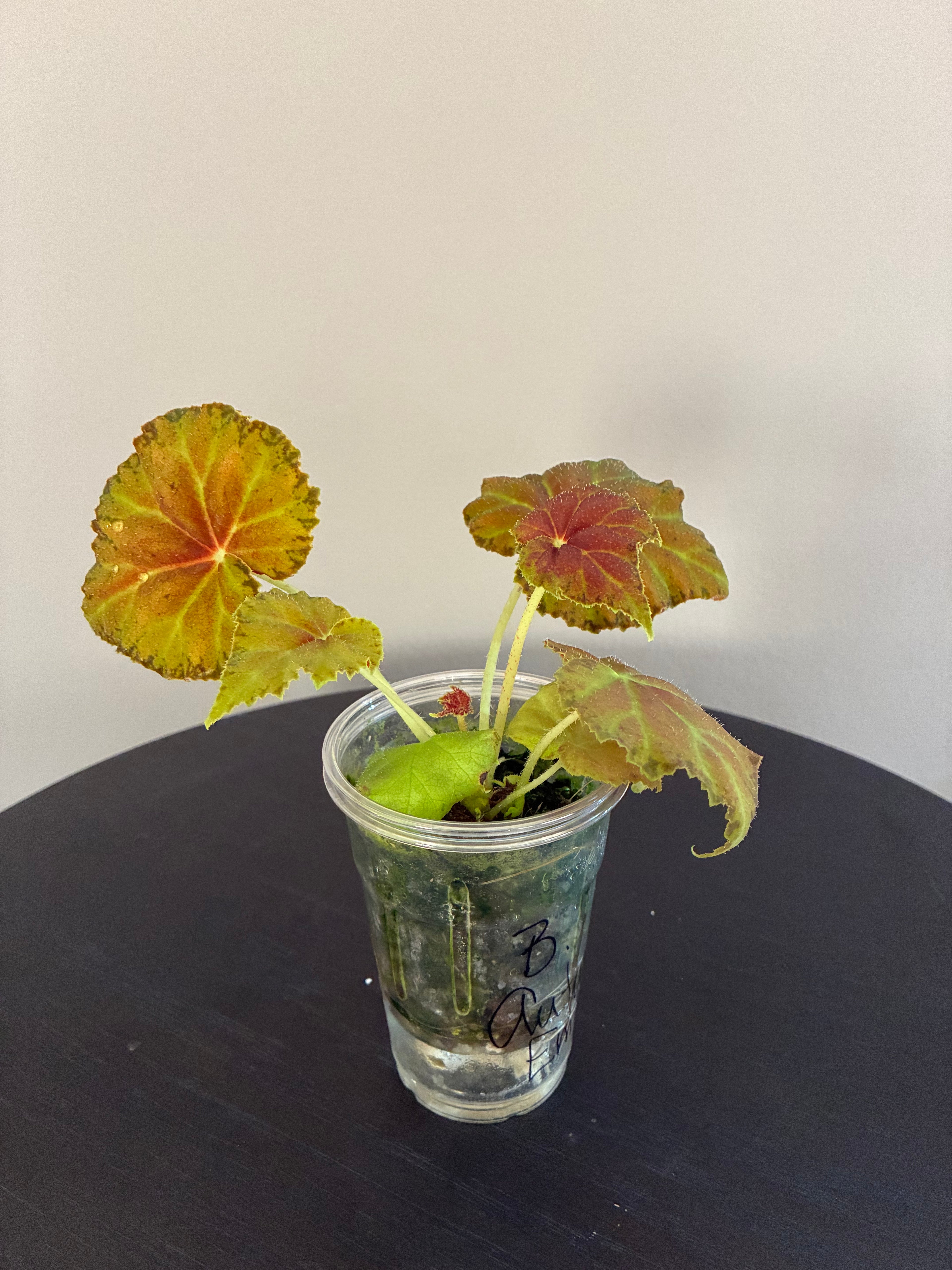 Begonia Autumn Ember