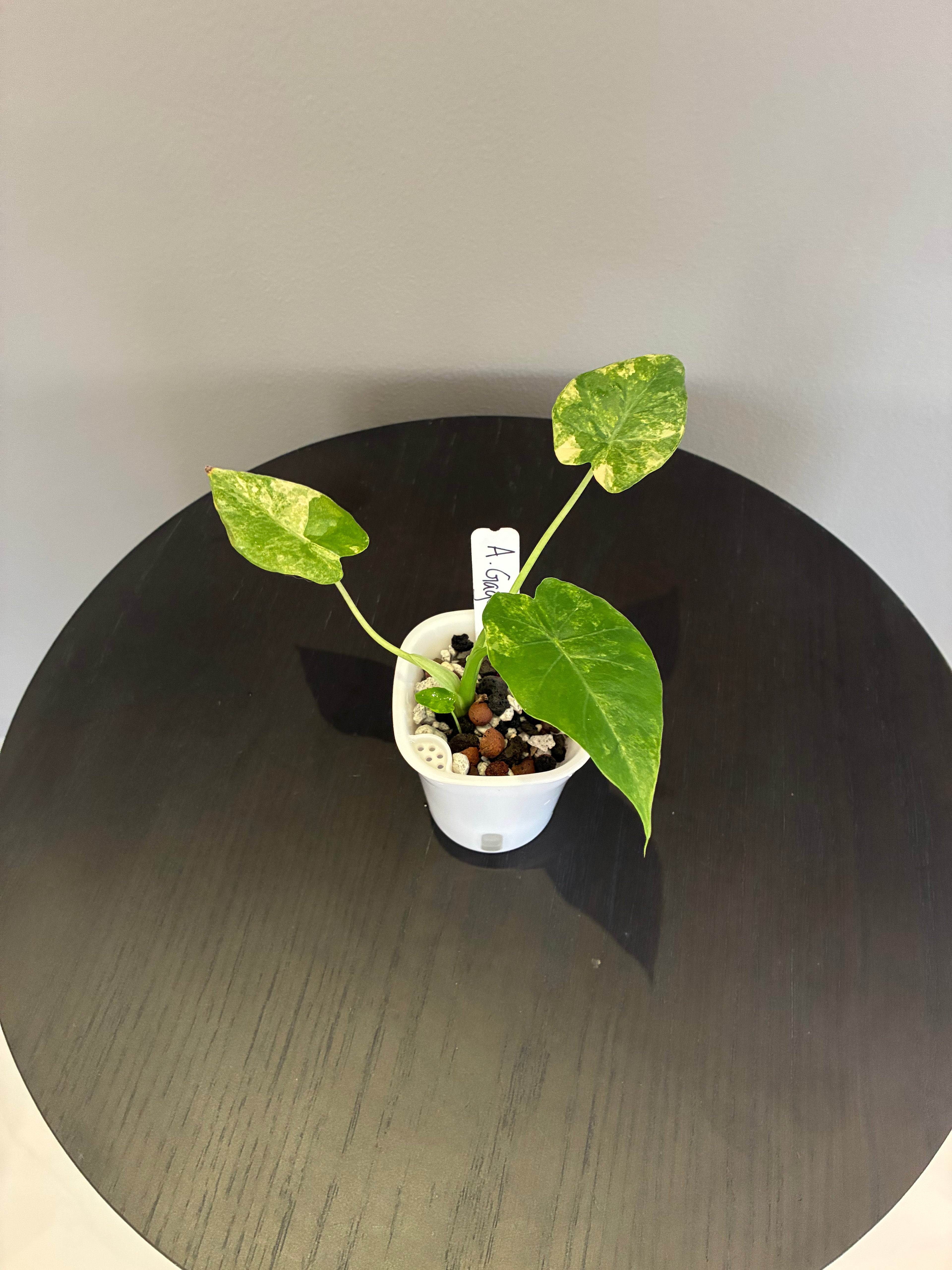 Alocasia Gageana Aurea