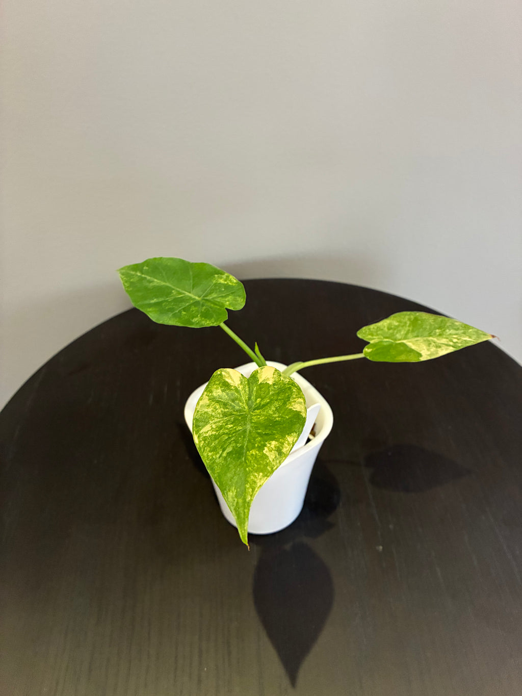 Alocasia Gageana Aurea