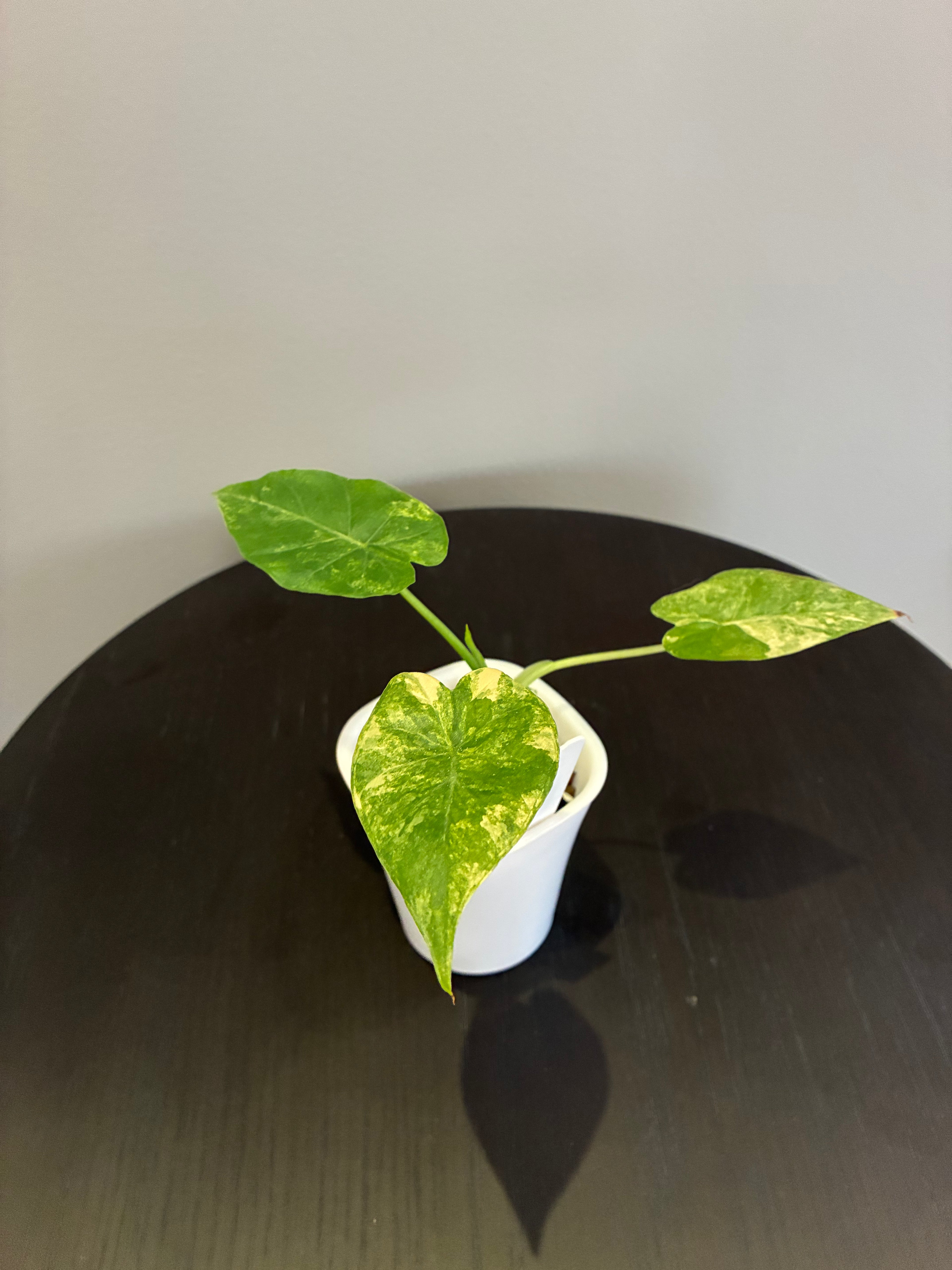 Alocasia Gageana Aurea