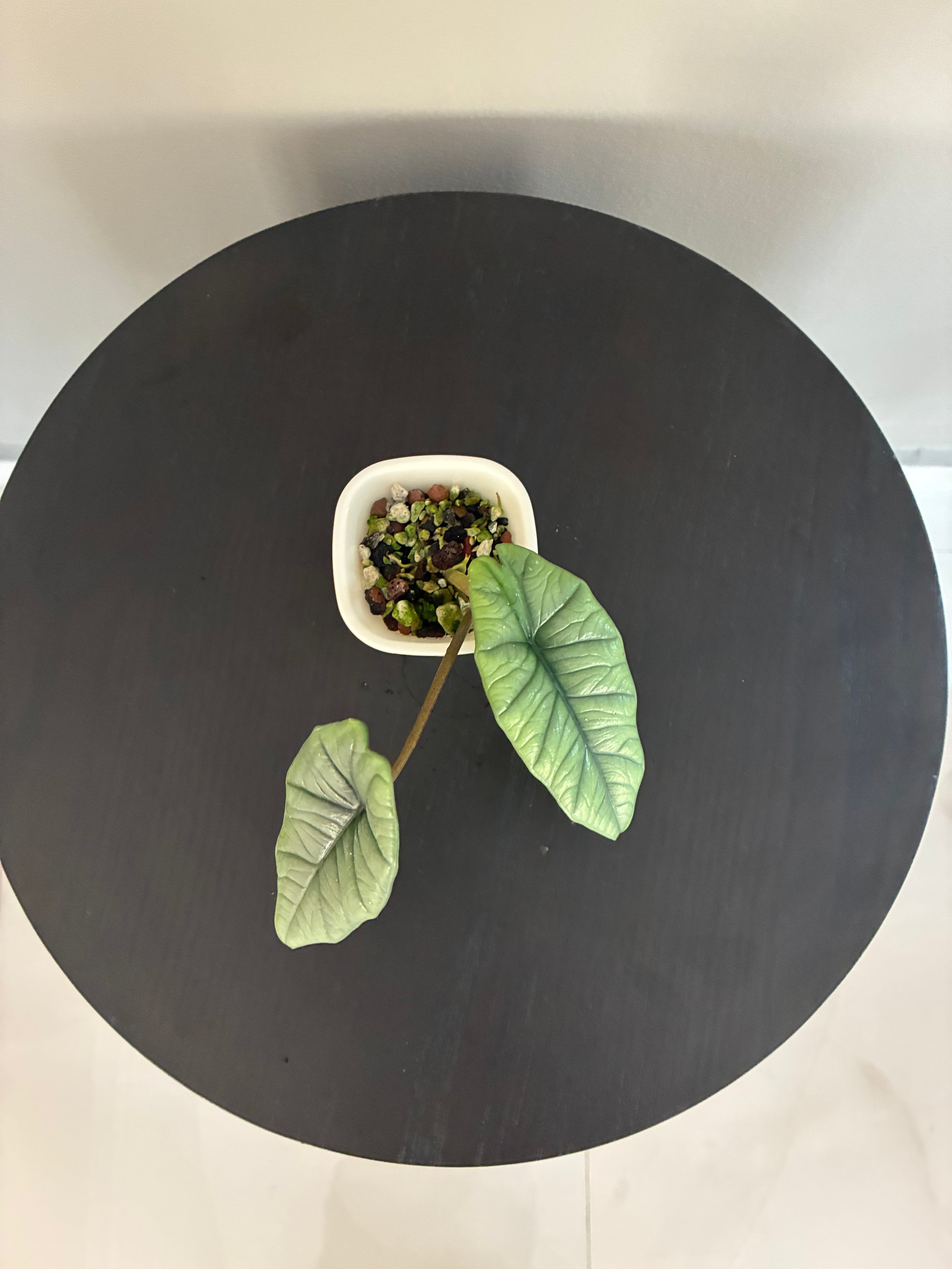 Alocasia Bisma "Platinum"