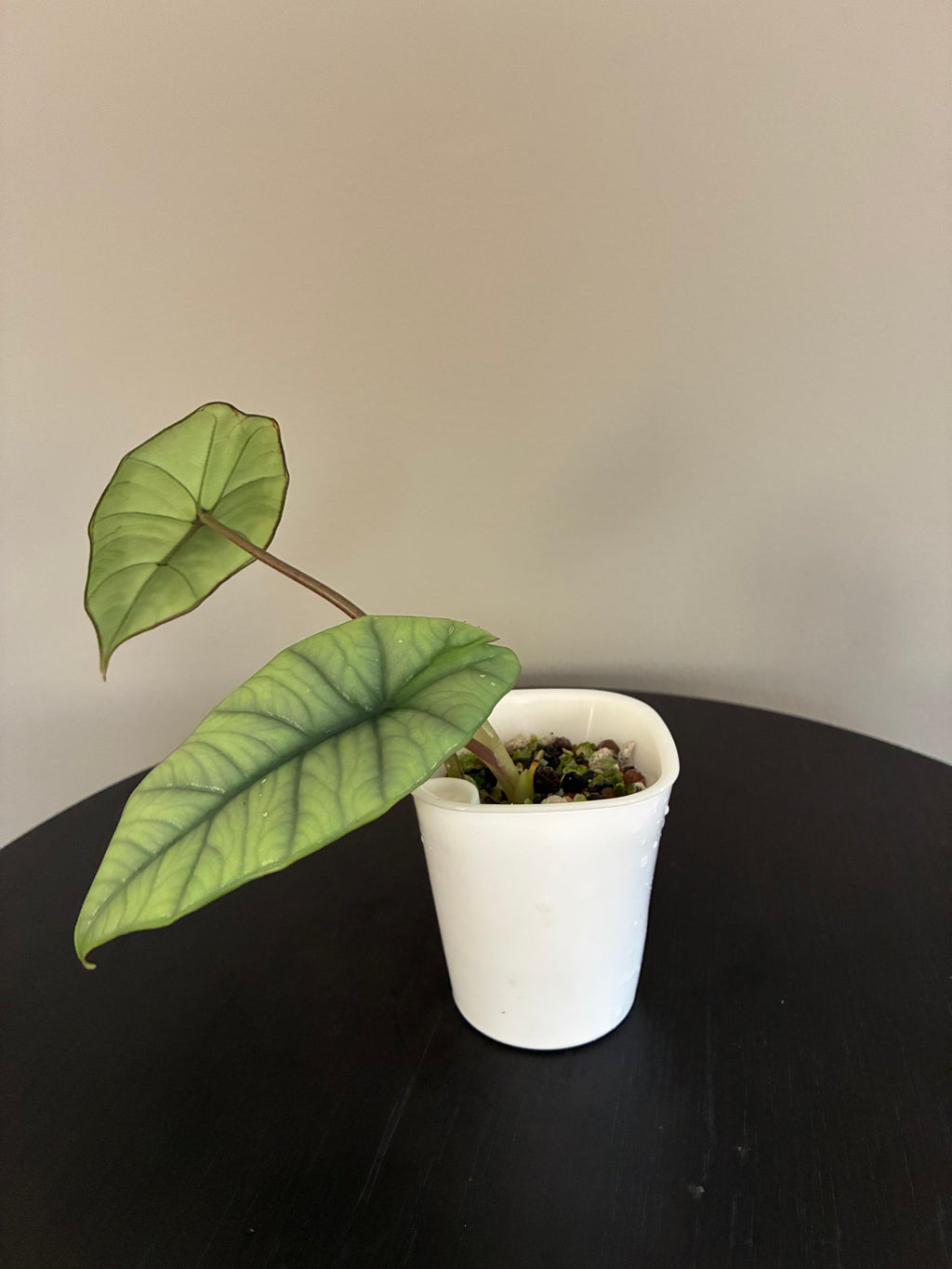 Alocasia Bisma "Platinum"